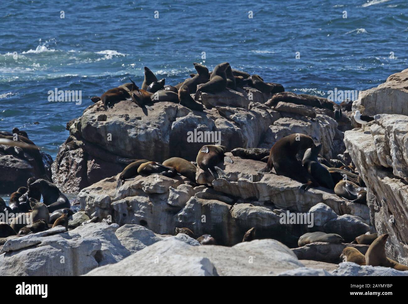 South African Fur Seal (Arctocephalus pusillus)-Kolonie, die auf Felsen im West Coast National Park, Südafrika, im November liegt Stockfoto
