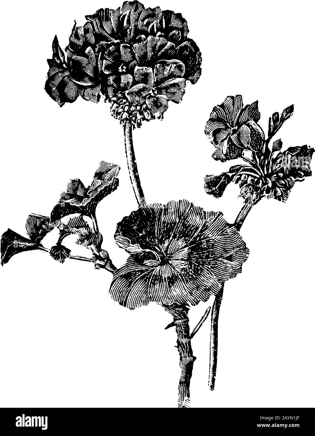 Antike Vintage-Line-Kunst-Vektorgravur, Gravur oder Zeichnung von blühenden Pelargoniumblüten. Stock Vektor
