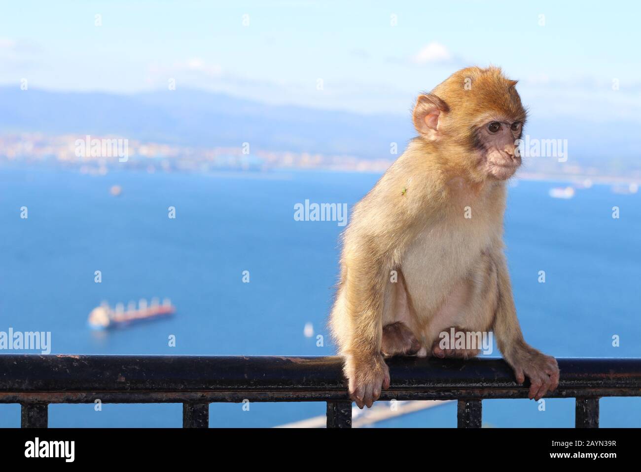Baby-Barbary-Makaque in Gibraltar Stockfoto