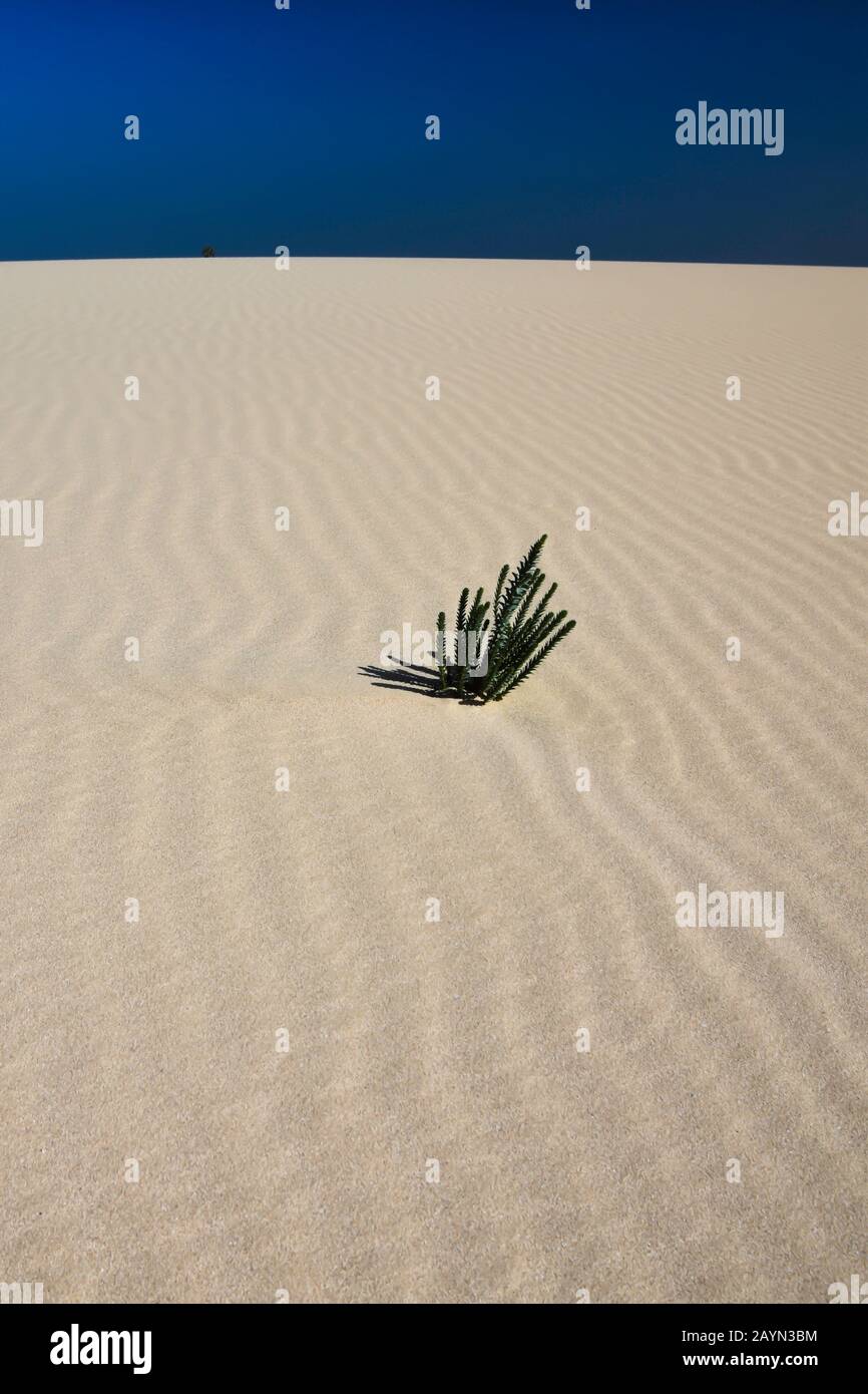 Einsame grüne Pflanze auf Sanddüne mit strukturiertem Sand, die Welligkeit verleiht. Tiefblauer Himmel. Corralejo-Dünen, Fuerteventura, Spanien. Stockfoto