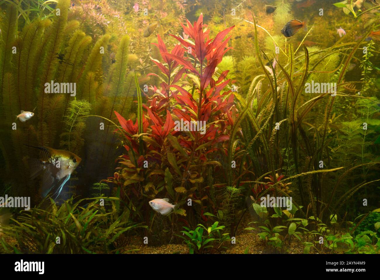 Grüne Pflanzen wachsen und Tierfische schwimmen in einem Aquarium Stockfoto