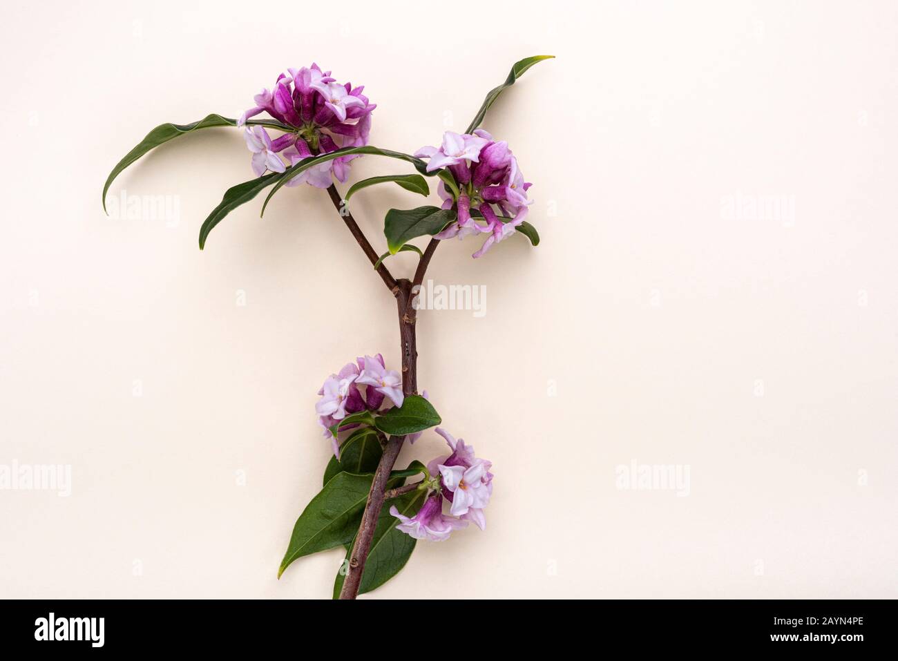 Daphne Bholua Jacqueline Postill, Thymelaeceae, isoliert auf einem cremefarbenen Hintergrund. Winterblühender Strauch. Stockfoto