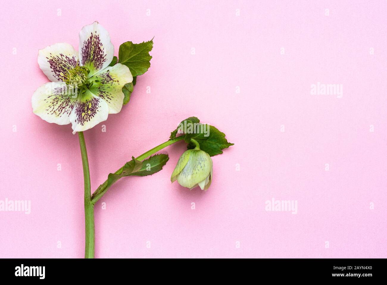 Helleborus hybridus, Lady Series, White Lady Spotted, Hellebore. Isoliert auf einem pastellrosa Hintergrund. Stockfoto