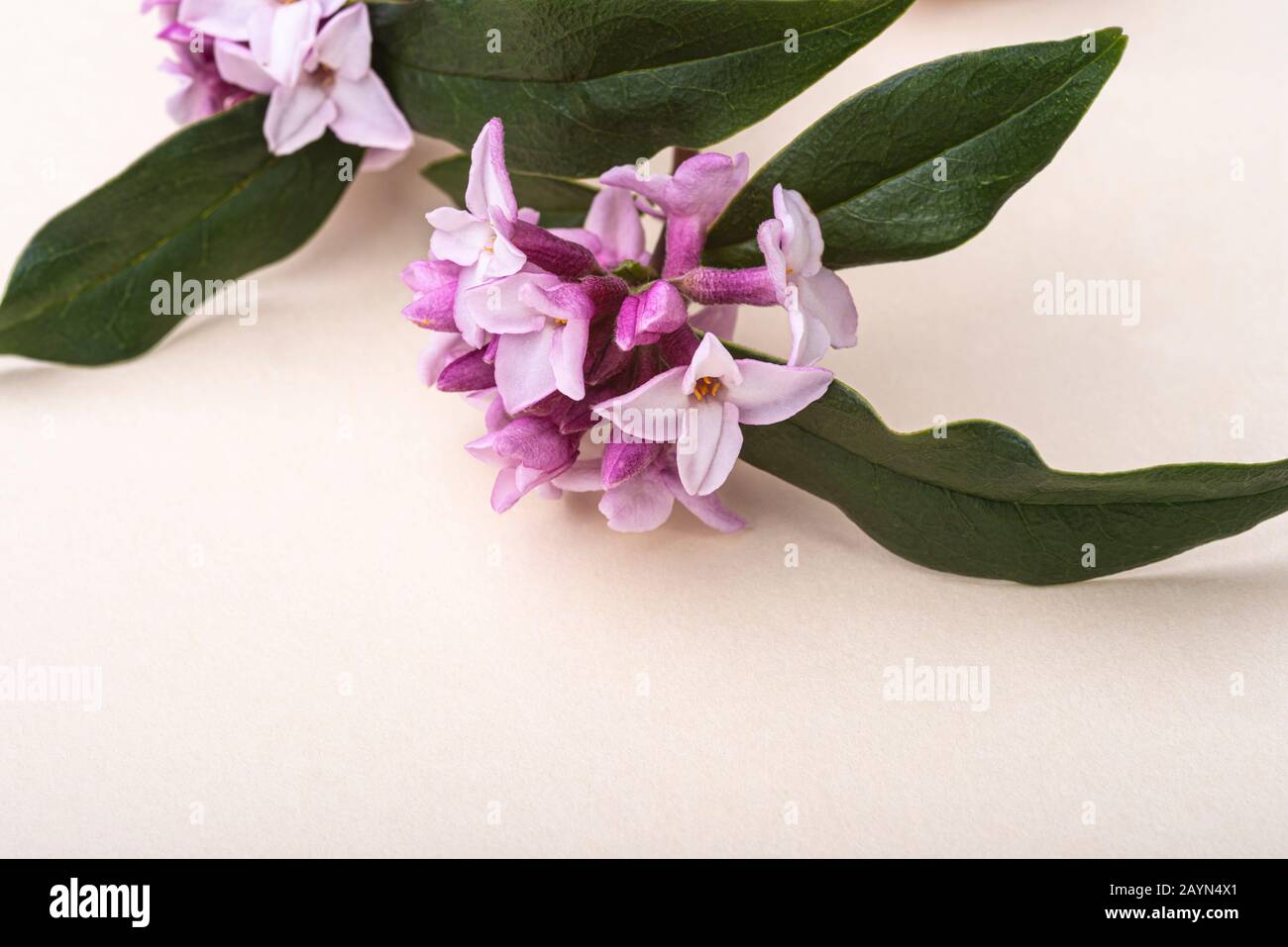 Daphne Bholua Jacqueline Postill, Thymelaeceae, isoliert auf einem cremefarbenen Hintergrund. Winterblühender Strauch. Stockfoto