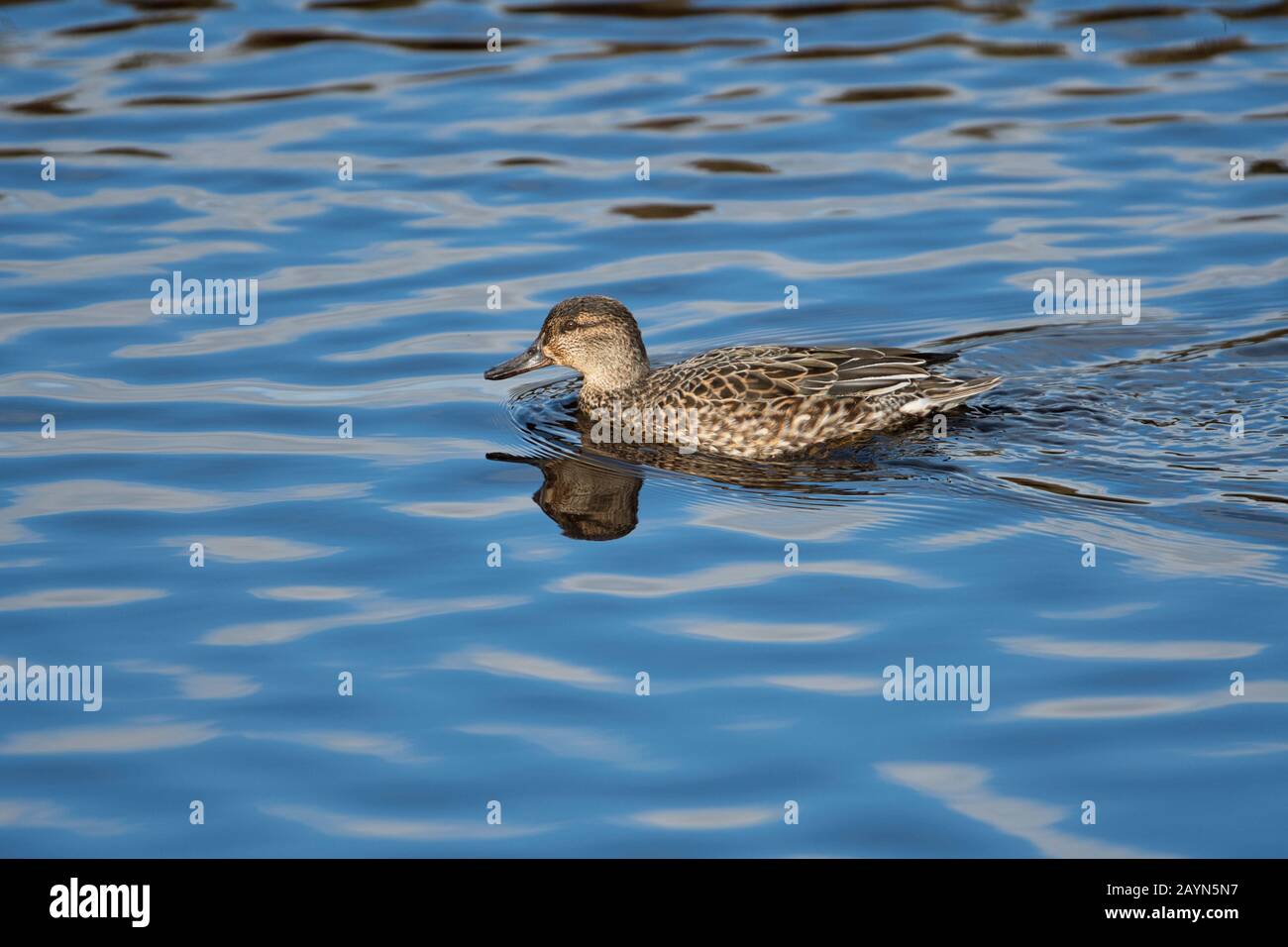 Weibliche eurasischen Krickente (Anas Vogelarten) Stockfoto