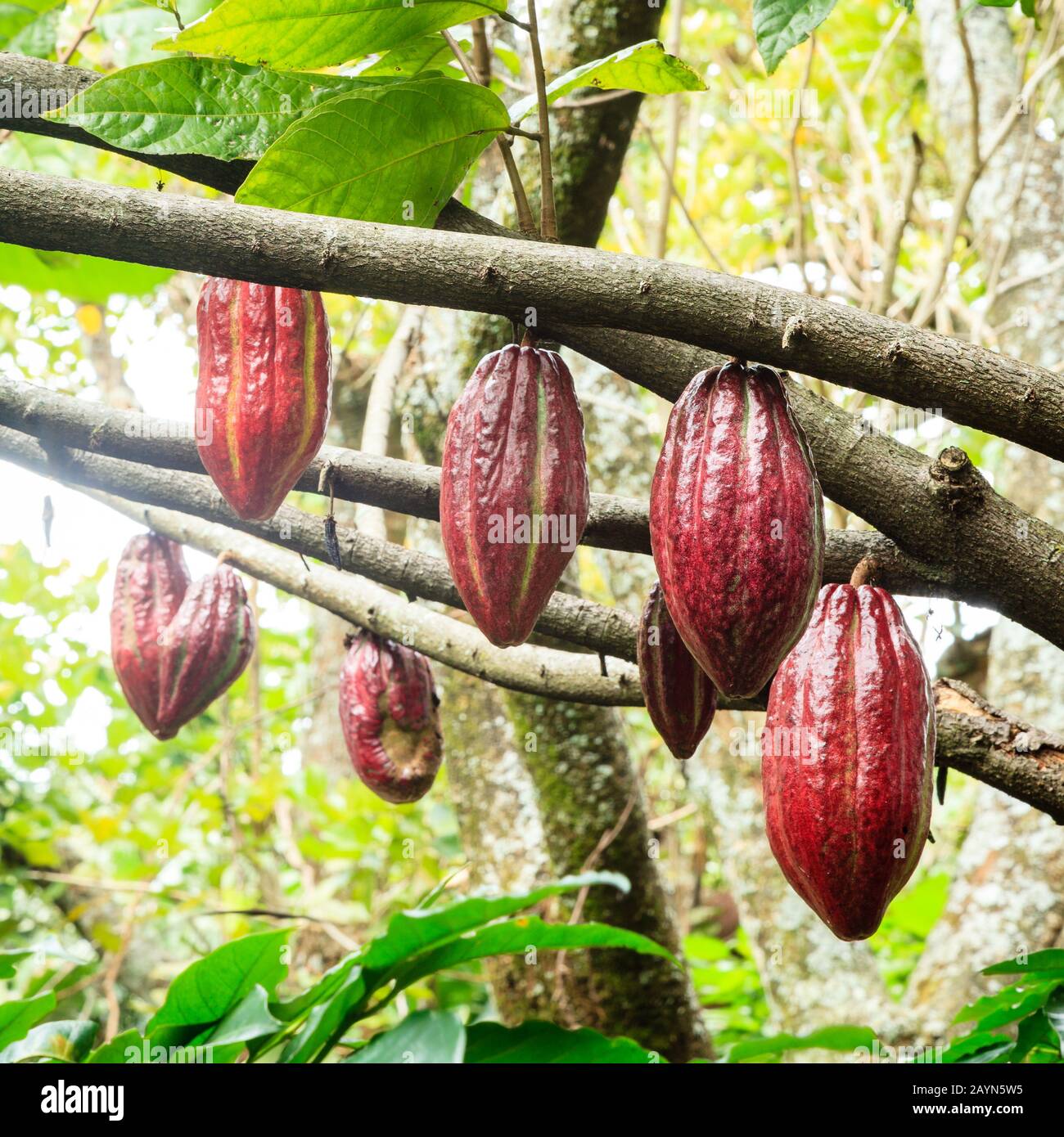 Kakaobst auf den Ästen auf einem Bauernhof in Costa Rica Stockfoto