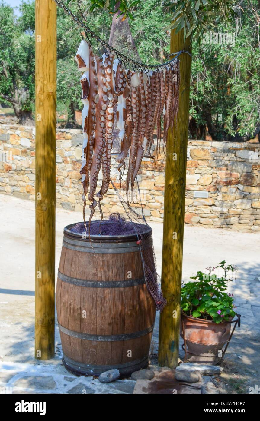Viele frische Oktopus-Tentakel, Sonnen- und Windtrocknung, Olivenöl zum Schutz vor Wespen beschichtet, Strand Aliki, Insel Thassos, Griechenland Stockfoto
