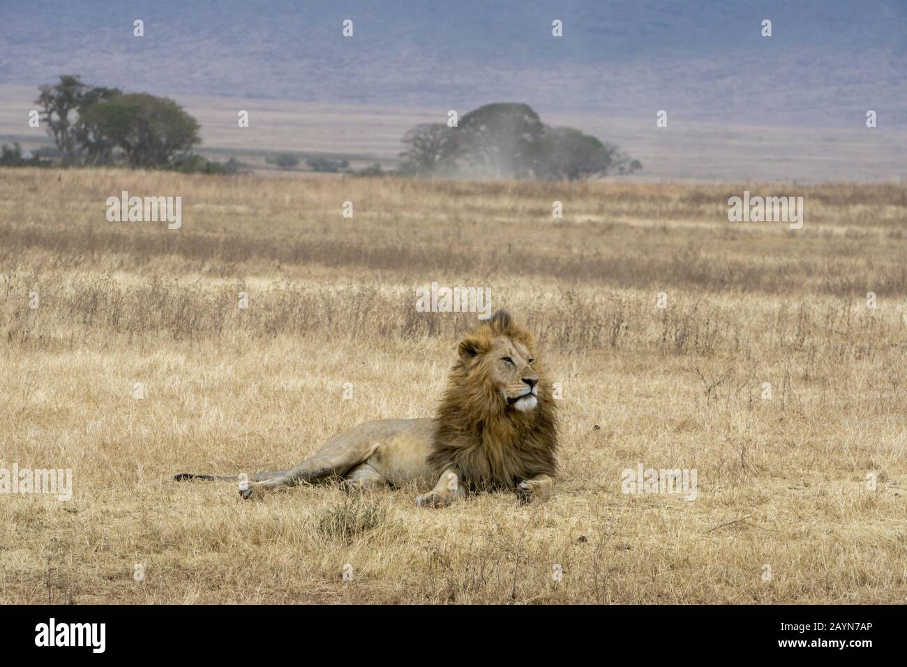 Lion im Ngorongoro-Krater in Tansania, Afrika Stockfoto