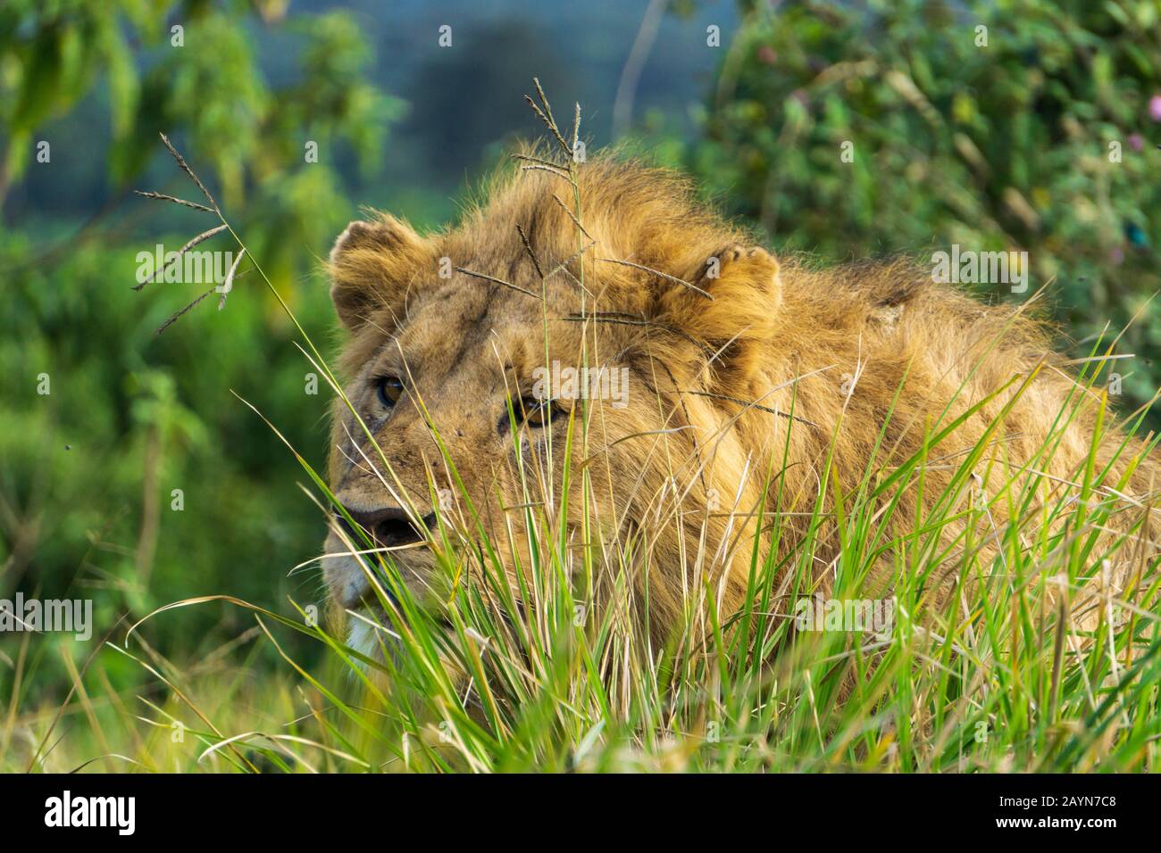 Männlicher Löwe, der durch das Gras in der Ngorongoro-Schutzzone, Tansania, Afrika beobachtet Stockfoto