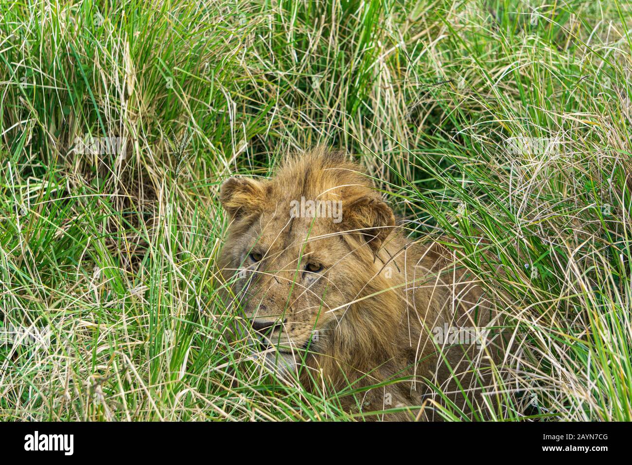 Männlicher Löwe, der durch das Gras in der Ngorongoro-Schutzzone, Tansania, Afrika beobachtet Stockfoto