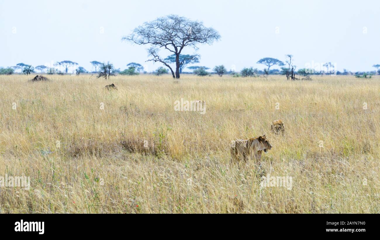Löwin unter dem Gras der Savanne im Serengeti-Nationalpark, Tansania, Afrika Stockfoto
