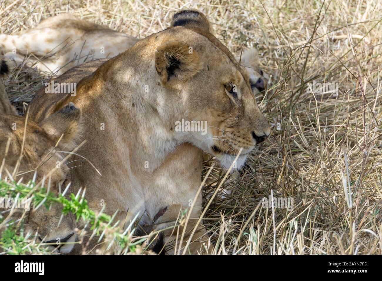 Porträt einer afrikanischen Löwin (Panthera leo) im Serengeti-Nationalpark, Tansania, Afrika Stockfoto