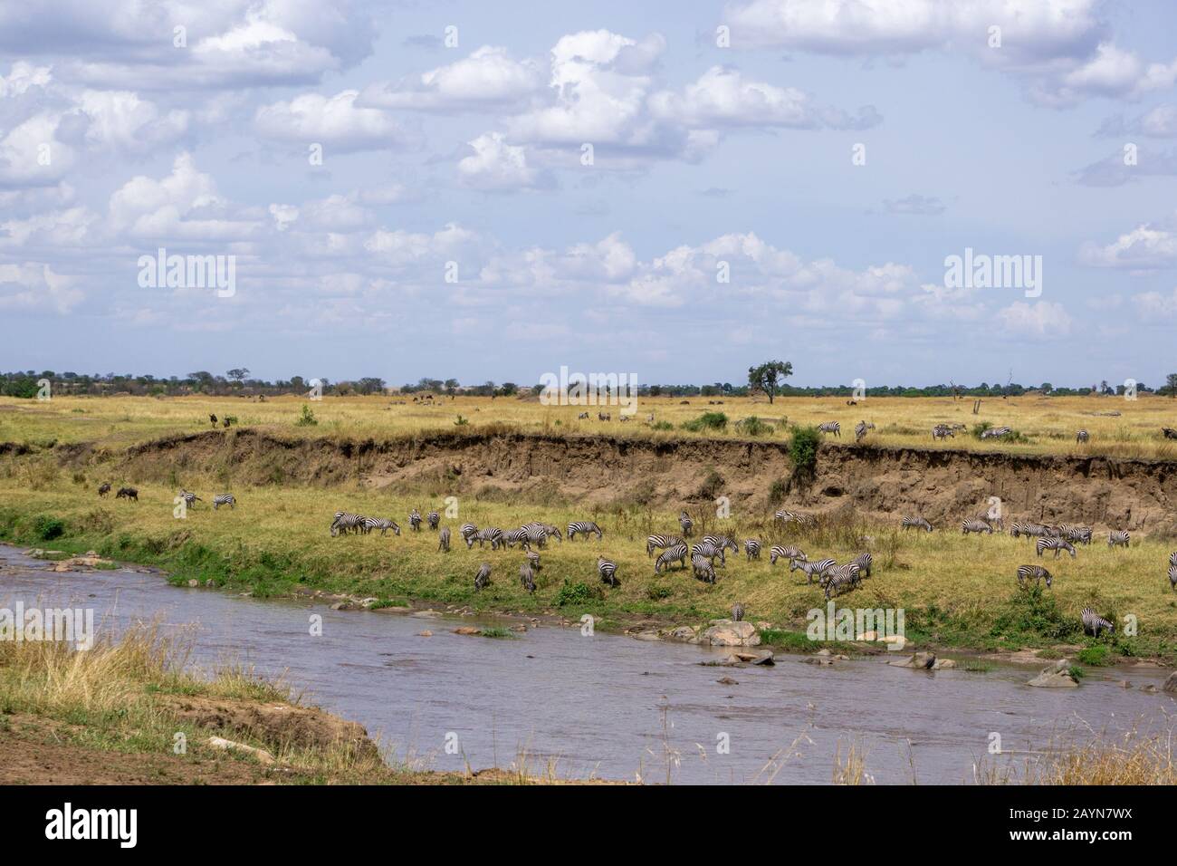 Landschaft am Fluss Mara im Serengeti-Nationalpark, Tansania, Afrika Stockfoto