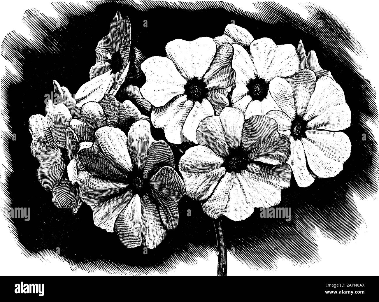Antike Vintage Line Art Vektorgravur, Gravur oder Zeichnung von primula obconica Blume. Stock Vektor