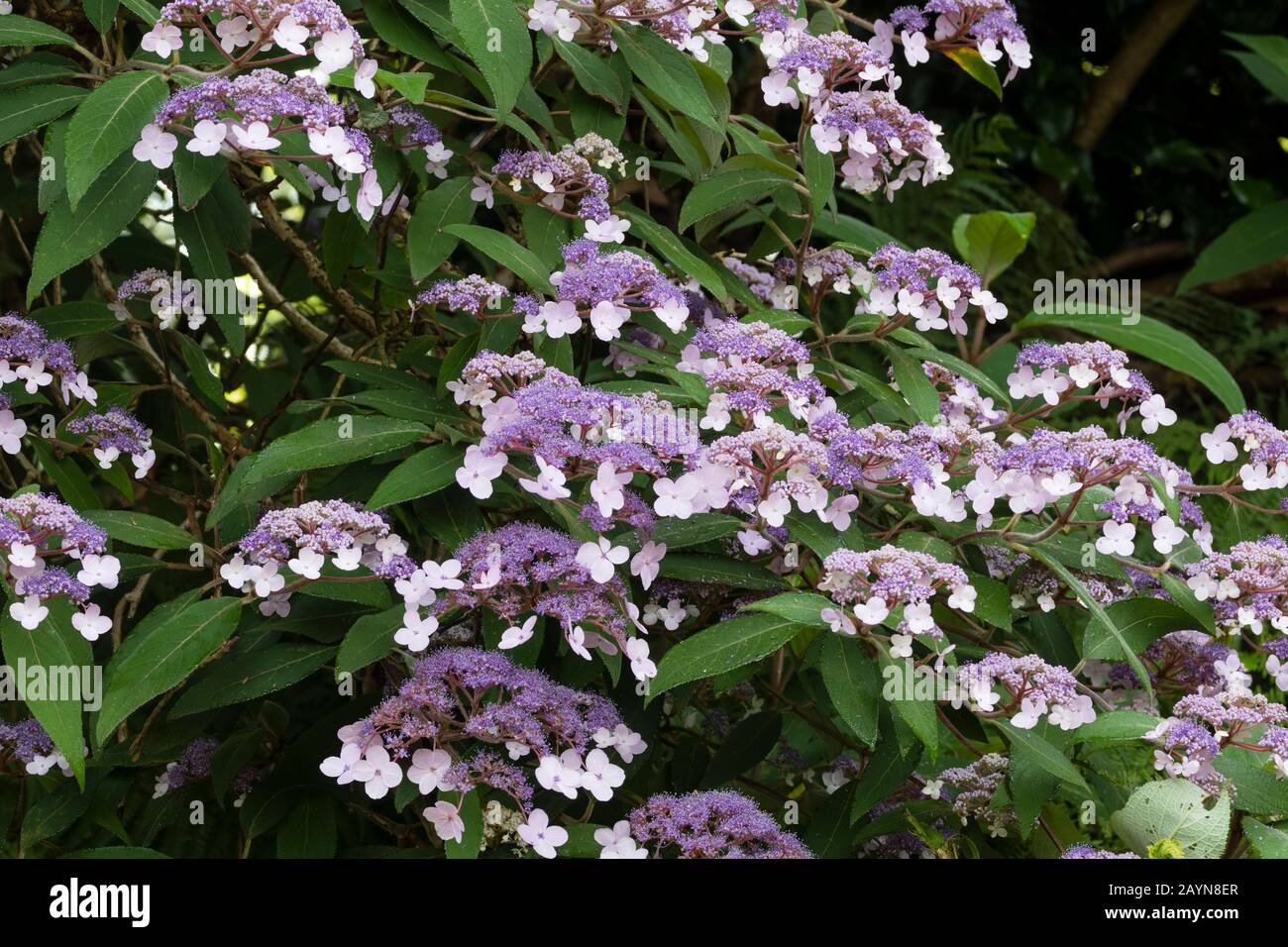 Lacecap-Köpfe des Laubstrauchs, Hydrangea aspera 'Villosa-Gruppe' Stockfoto