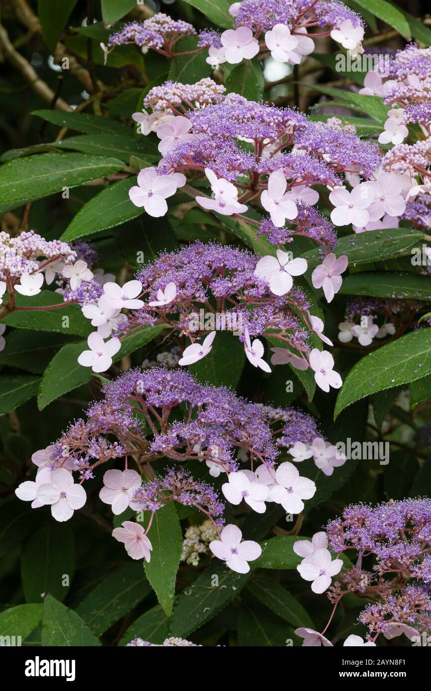 Lacecap-Köpfe des Laubstrauchs, Hydrangea aspera 'Villosa-Gruppe' Stockfoto