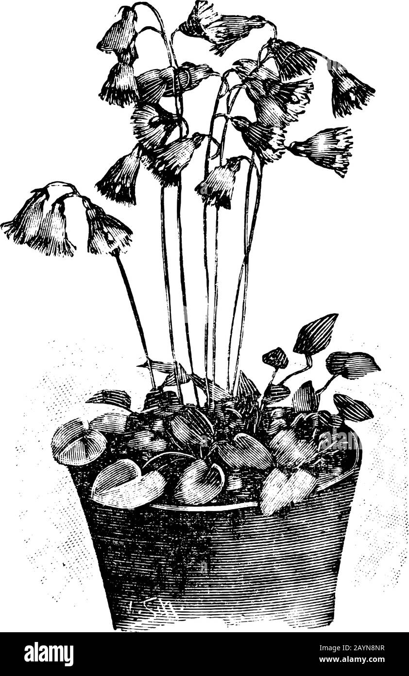 Antike Vintage-Line-Kunst-Vektorgravur, Gravur oder Zeichnung von Soldanella alpina oder Schneeblockenblume im Topf. Stock Vektor