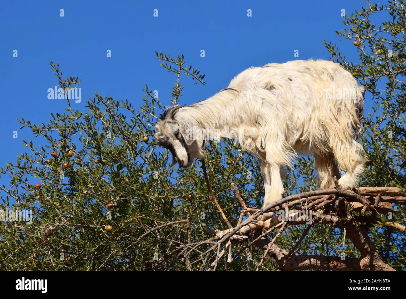 Baumsteigerziegen von Marocco stehen hoch oben in den Zweigen eines Arganbaums Stockfoto