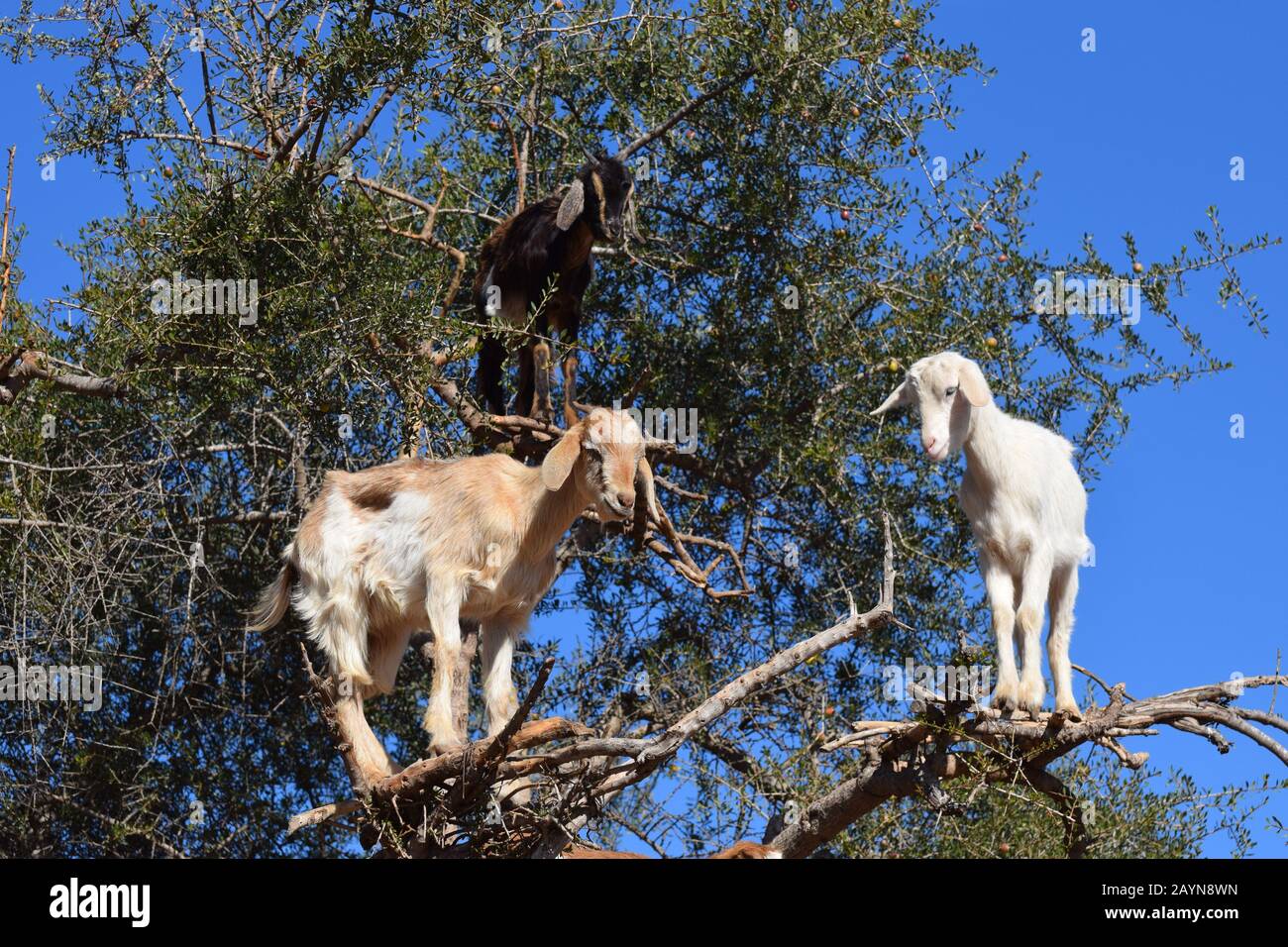 Baumsteigerziegen von Marocco stehen hoch oben in den Zweigen eines Arganbaums Stockfoto