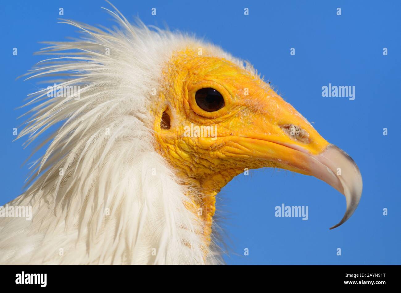 Portrait & Yellow Face of Egyptian Vulture, Neophron Perznopterus, alias White Scavenger Vulture oder Pharaoh's Chicken Stockfoto