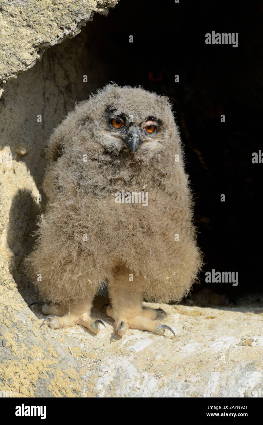 Eagle Owl, Bubo bubo, aka Eurasian Eagle Owl oder European Eagle Owl Chick, Junger oder Flüchtiger Camargue France Stockfoto