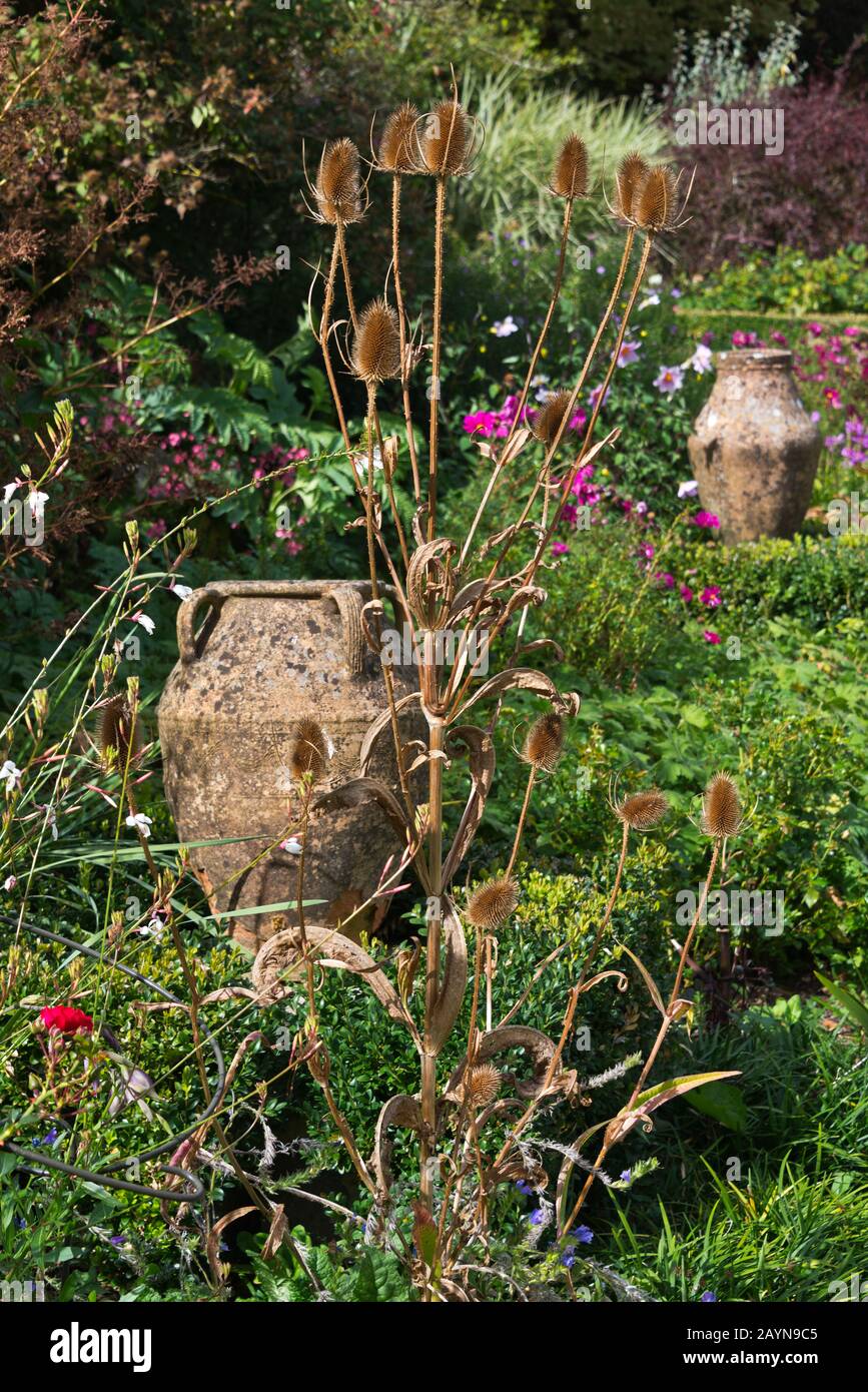 Ziertöpfe und Pflanzen im Rosengarten in den Burrow Farm Gardens (auch bekannt als East Devons Secret Garden) in der Nähe von Axminster in Devon, England, Großbritannien Stockfoto