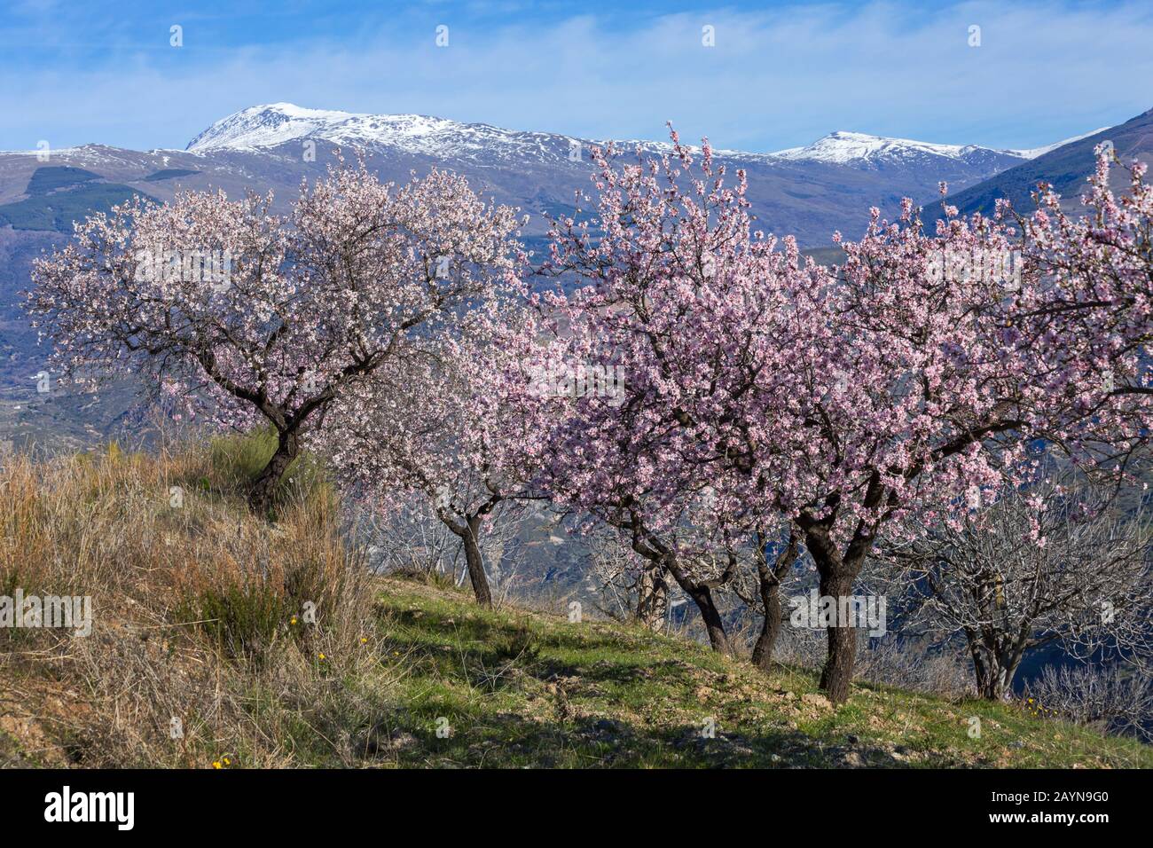 Blühende Mandelbäume, Mandelblüten, Mandelbäume blühen, Prunus dulcis, mit Bergen der Sierra Nevada im Rücken bei Andalucia, Spanien im Februar Stockfoto