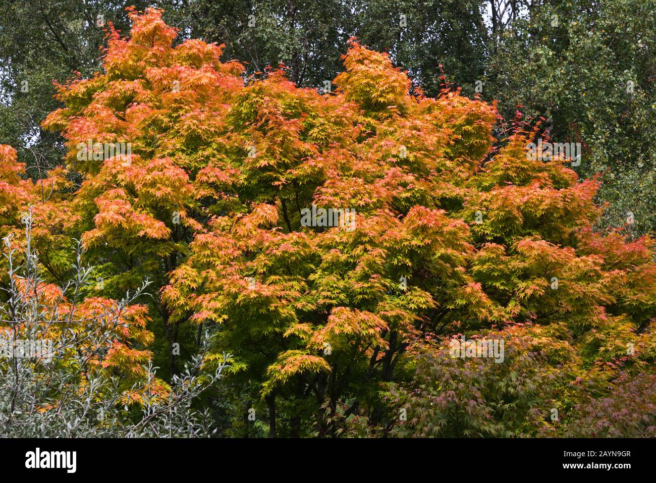 Bäume, die ihre herbstlichen Farben in den Burrow Farm Gardens (auch bekannt als East Devons Secret Garden) in der Nähe von Axminster in Devon, England, Großbritannien zeigen Stockfoto