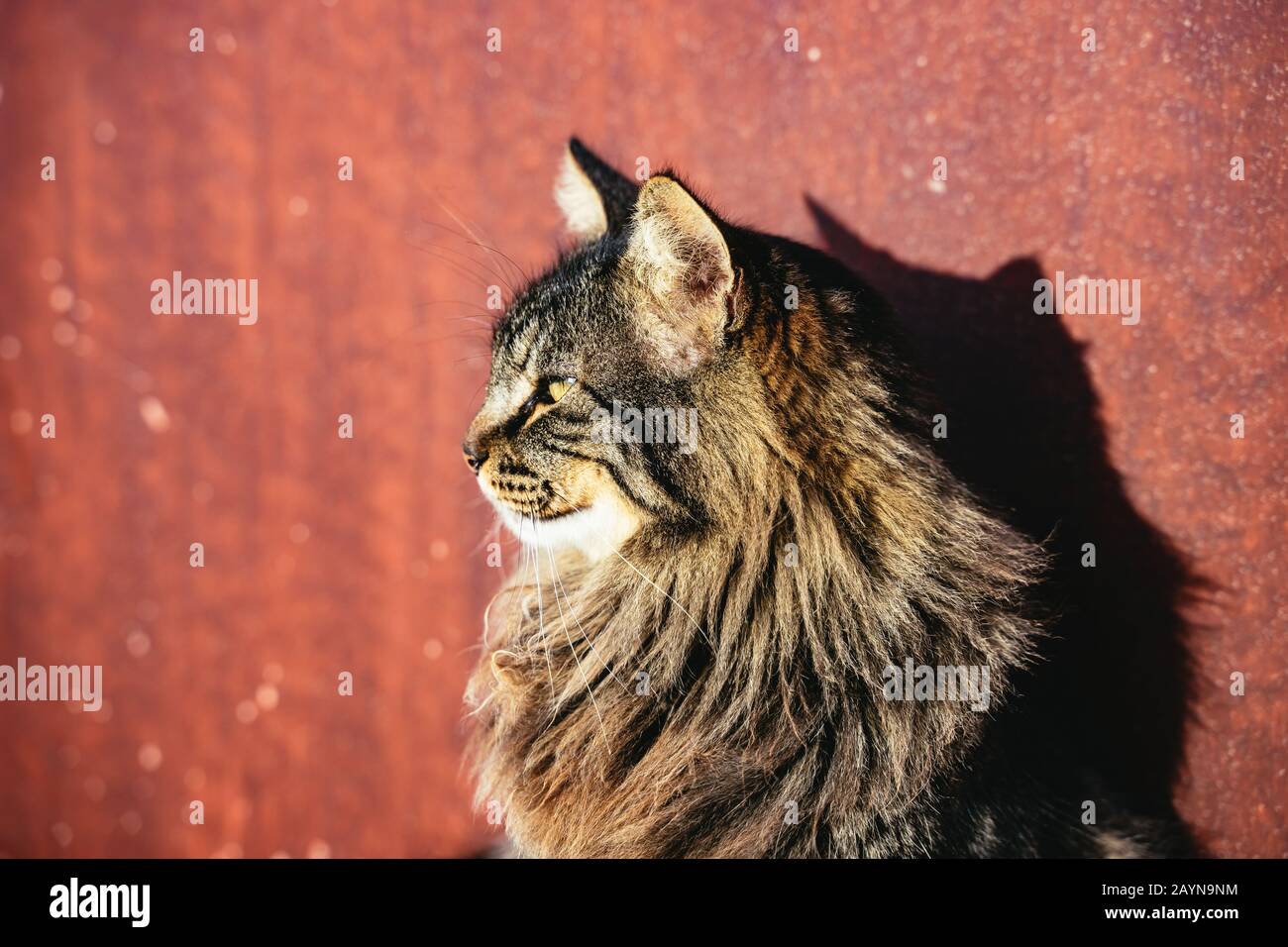 Hübsche langhaarige Tabby-Katze über Rot Stockfoto