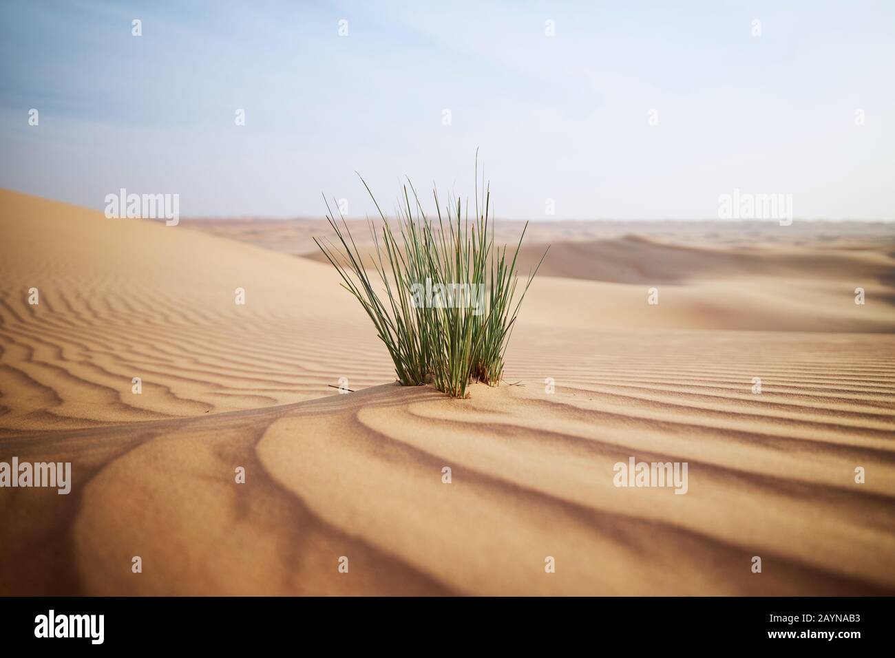 Gras in Sanddüne gegen Wüstenlandschaft. Abu Dhabi, Vereinigte Arabische Emirate Stockfoto