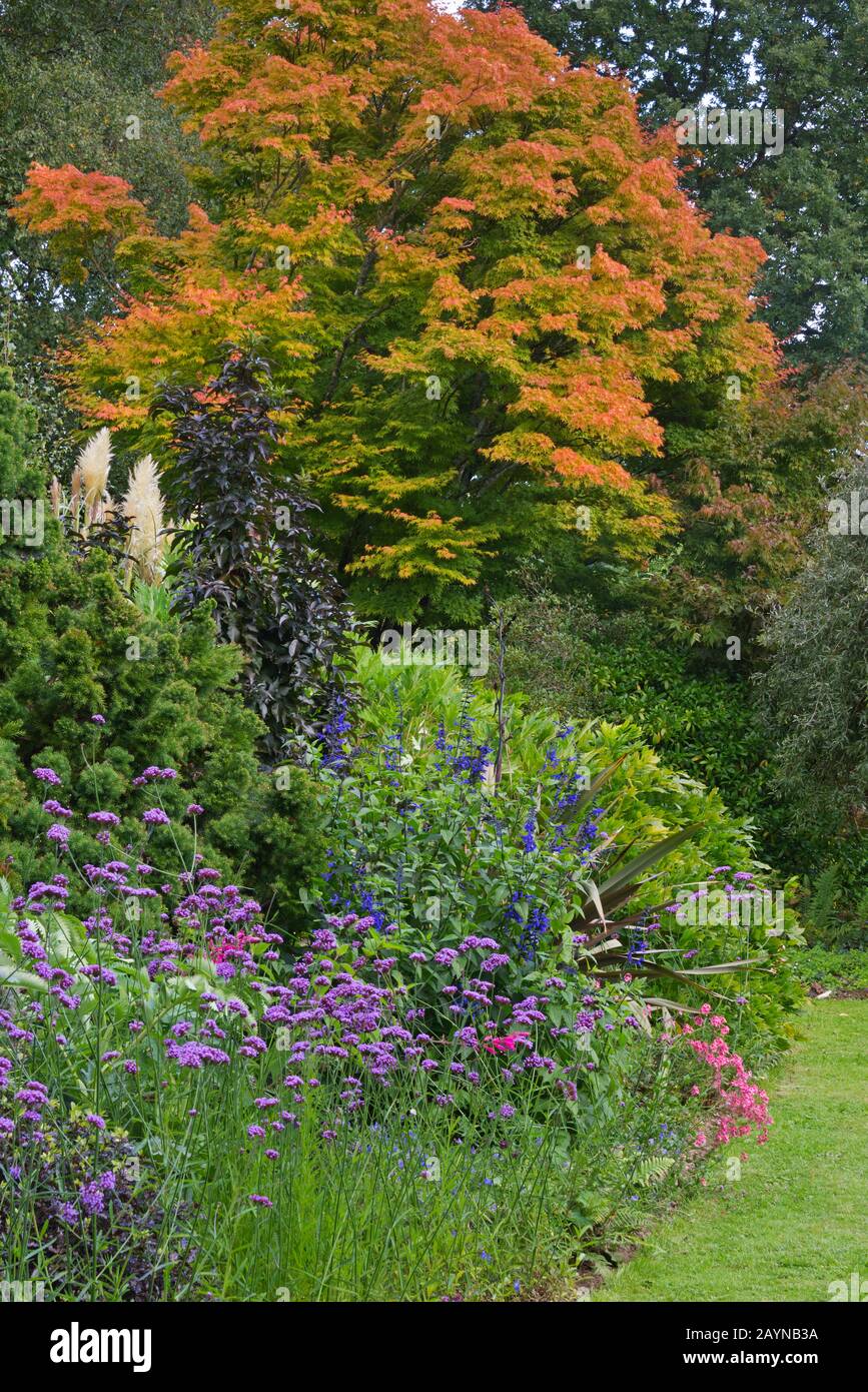 Bäume, die ihre herbstlichen Farben in den Burrow Farm Gardens (auch bekannt als East Devons Secret Garden) in der Nähe von Axminster in Devon, England, Großbritannien zeigen Stockfoto