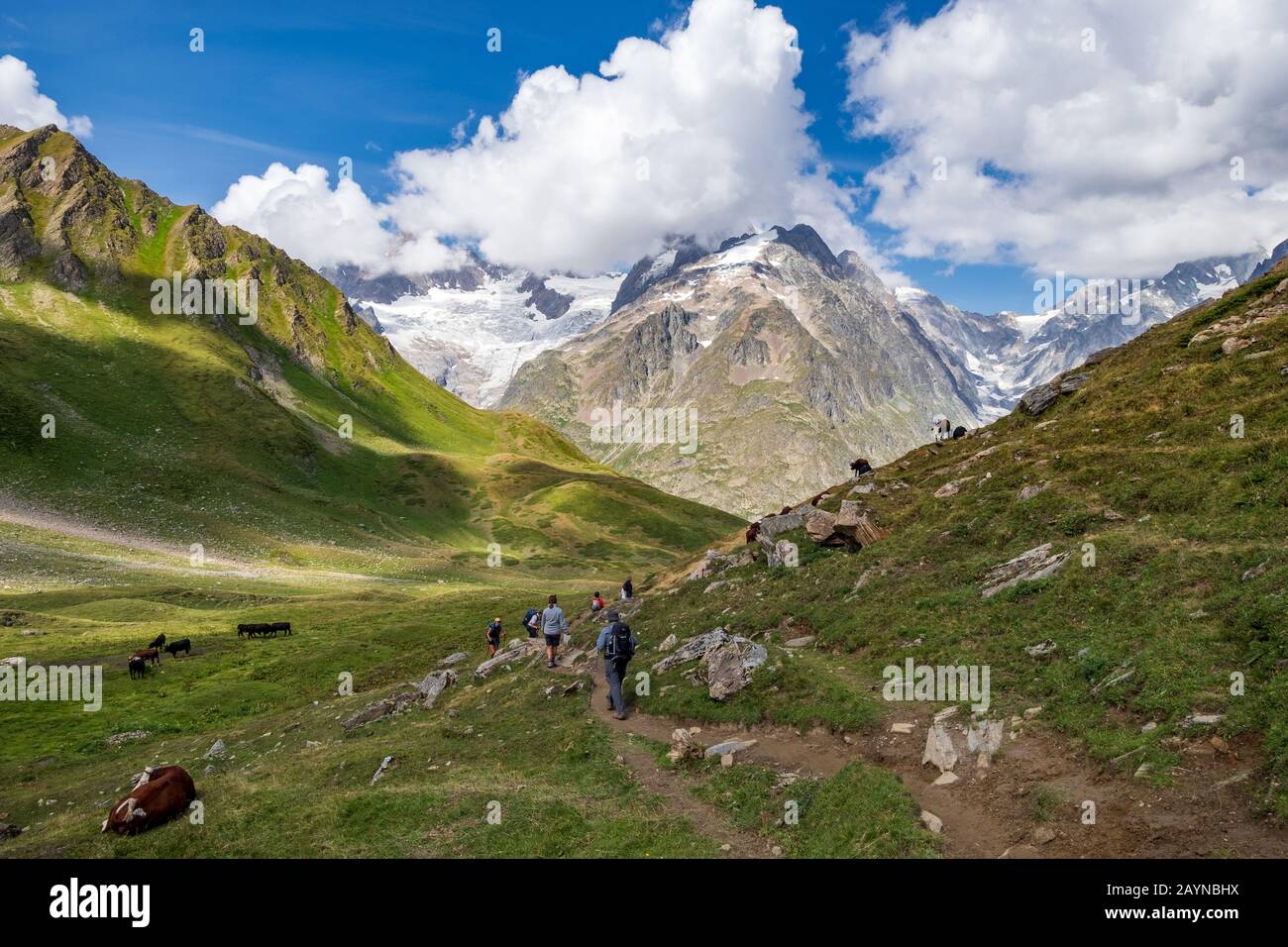 Wanderer und Kühe auf der Tour machen Mont-Blanc-Wanderung in den italienischen Alpen mit einem Gletscher und Bergen im Hintergrund Stockfoto Wanderer und Kühe auf der Tour machen Mont-Blanc-Wanderung in den italienischen Alpen mit einem Gletscher und Bergen im Hintergrund Stockfoto