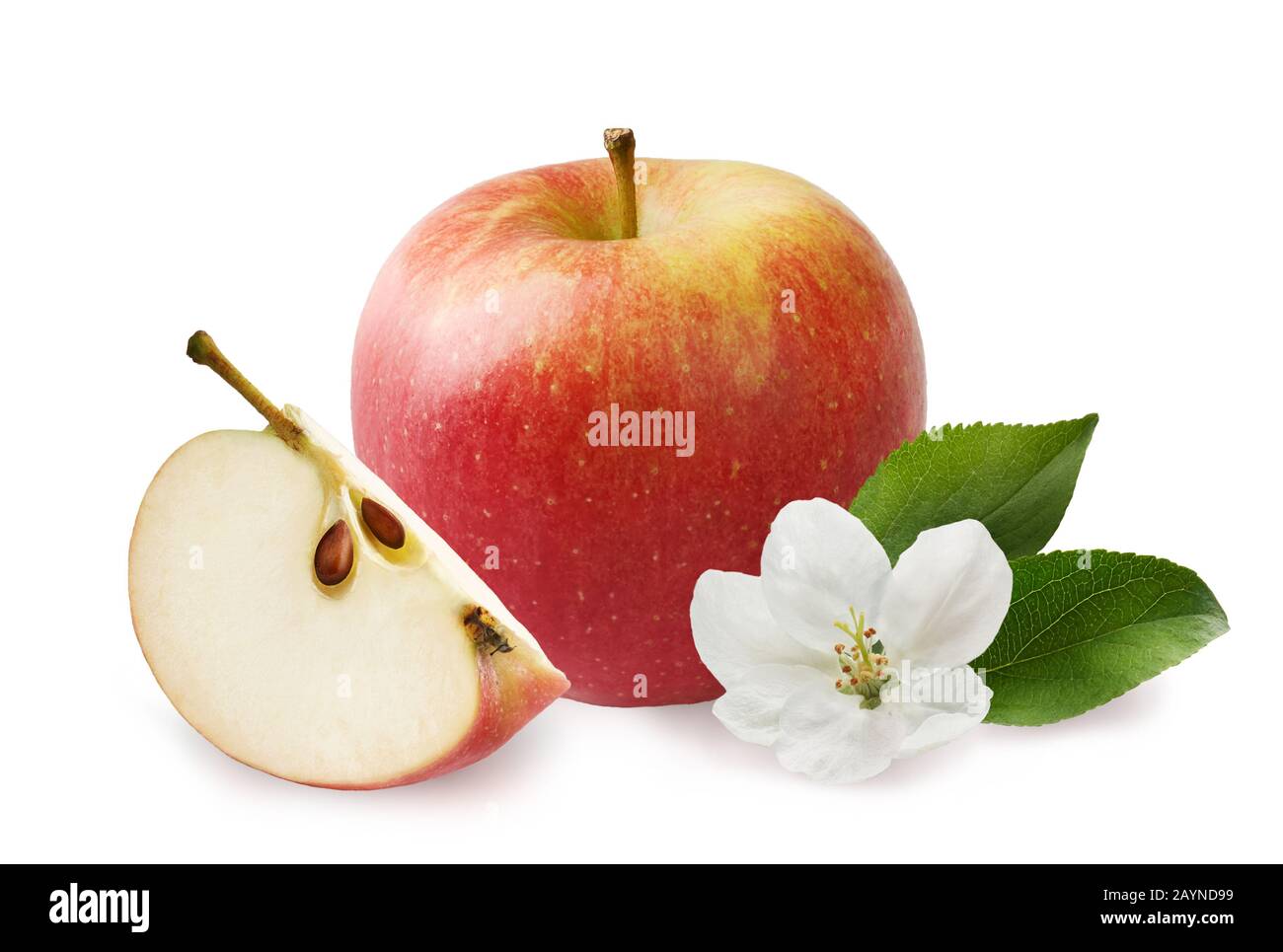 Apfel mit Scheiben- und apfelblättern, apfelblume isoliert auf weißem Grund. Stockfoto