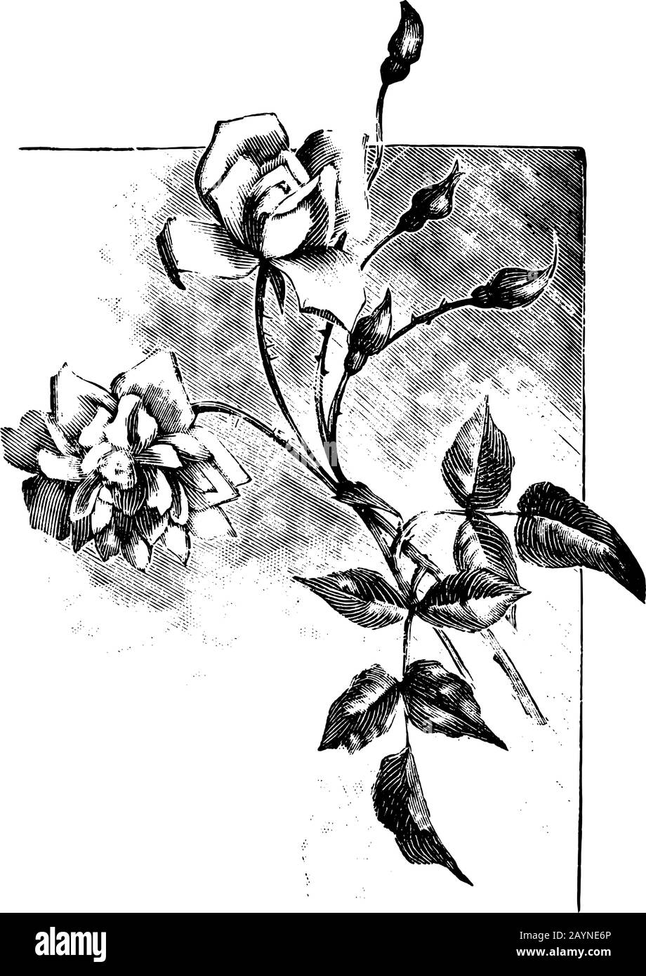 Antike Vintage-Line-Kunstillustration, Gravur oder Handzeichnung schöner Rosenblüten. Stock Vektor