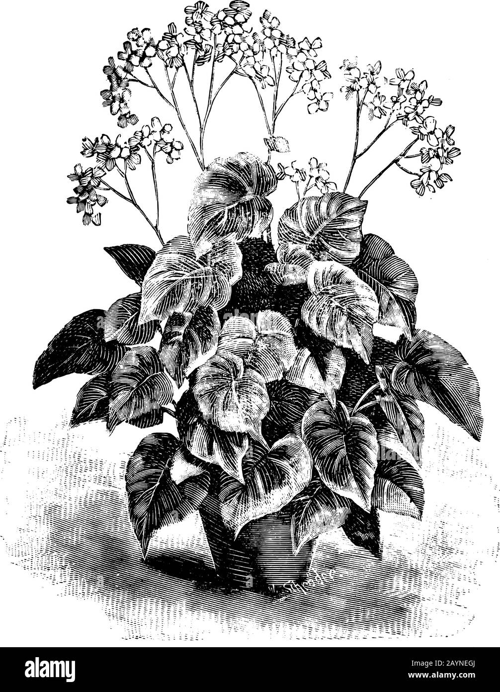 Antike Vintage-Line-Kunst-Vektorgravur, Gravur oder Zeichnung von Begonia credneri in Blumentopf. Stock Vektor