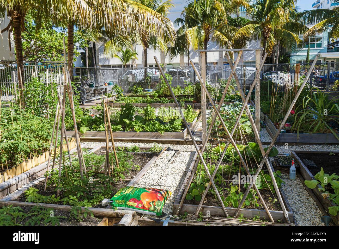 Miami Beach Florida, Victory Community Garden, Grundstücke, Pflanzen, Besucher reisen Reise Reise Tourismus Sehenswürdigkeiten Wahrzeichen Kultur Kultur Kultur, Urlaub Stockfoto