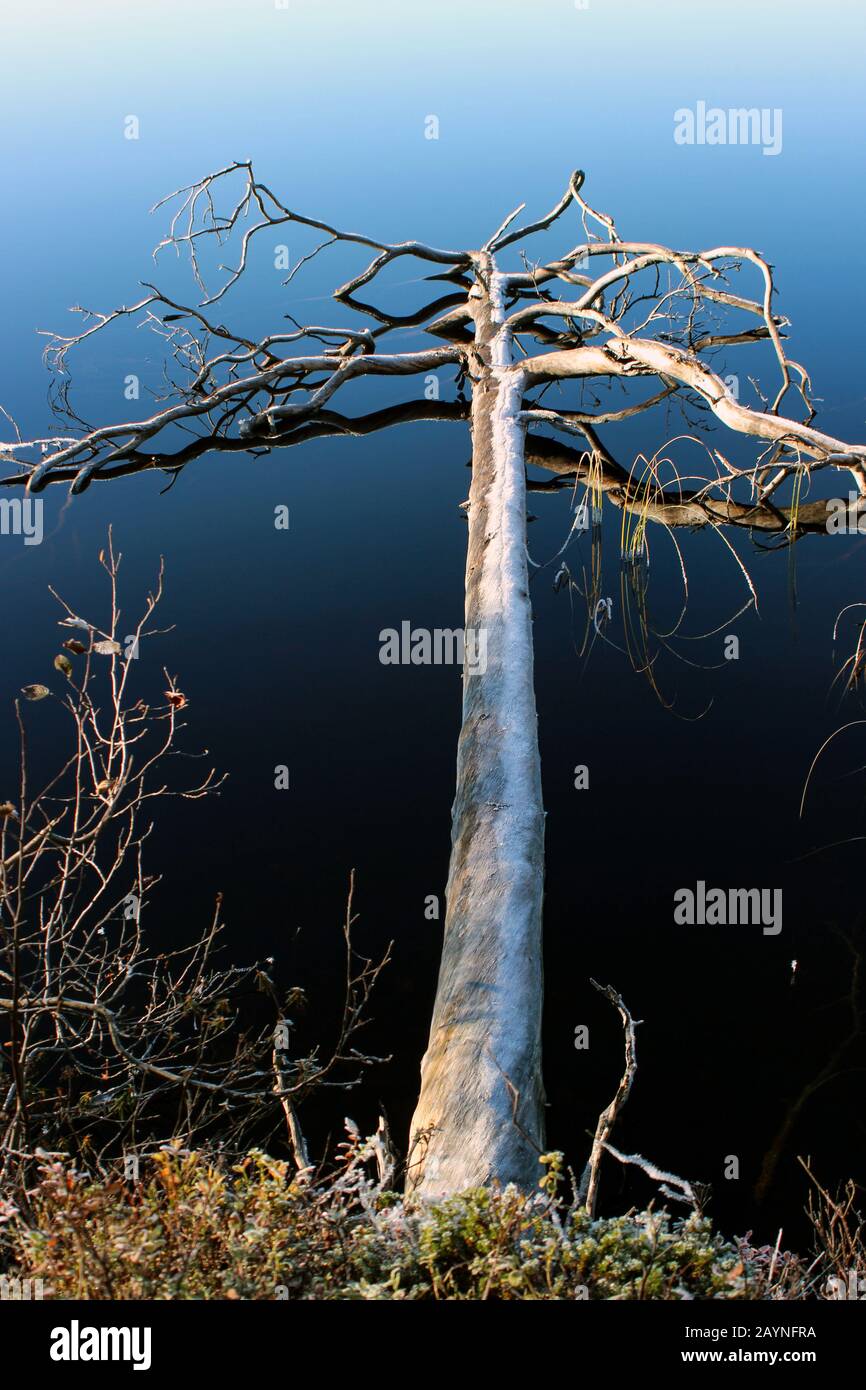 Verfallener Schnackbaum über ruhigem See im Herbst im finnischen Lappland Stockfoto