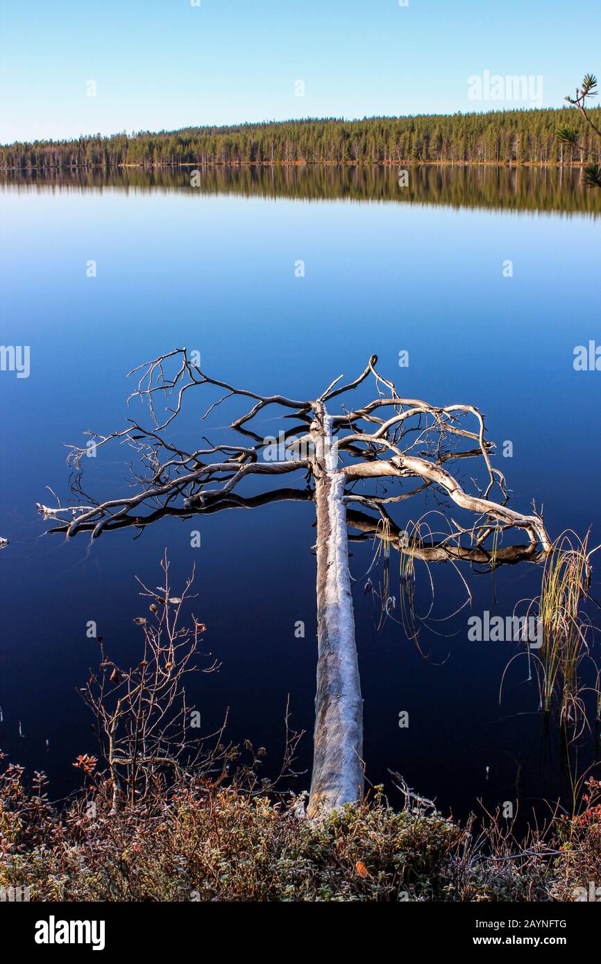 Verfallener Schneebaum über dem ruhigen Keski-Peurajärvi-See an einem klaren Herbsttag im finnischen Lappland, Rovaniemi, Finnland Stockfoto