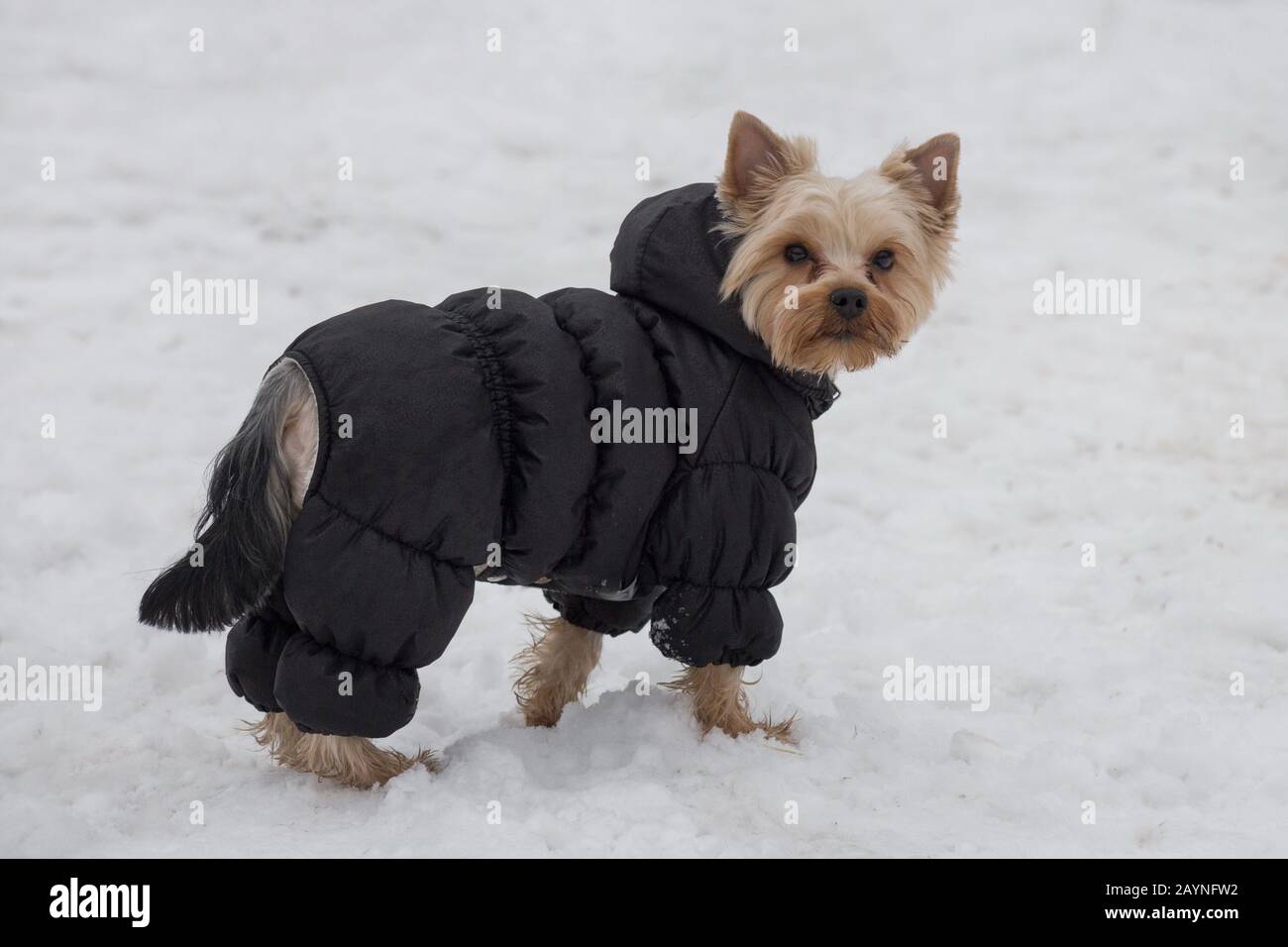 Der süße yorkshire Terrier Puppy in schwarzem Mantel blickt auf die Kamera. Haustiere. Reinrassige Hunde. Stockfoto