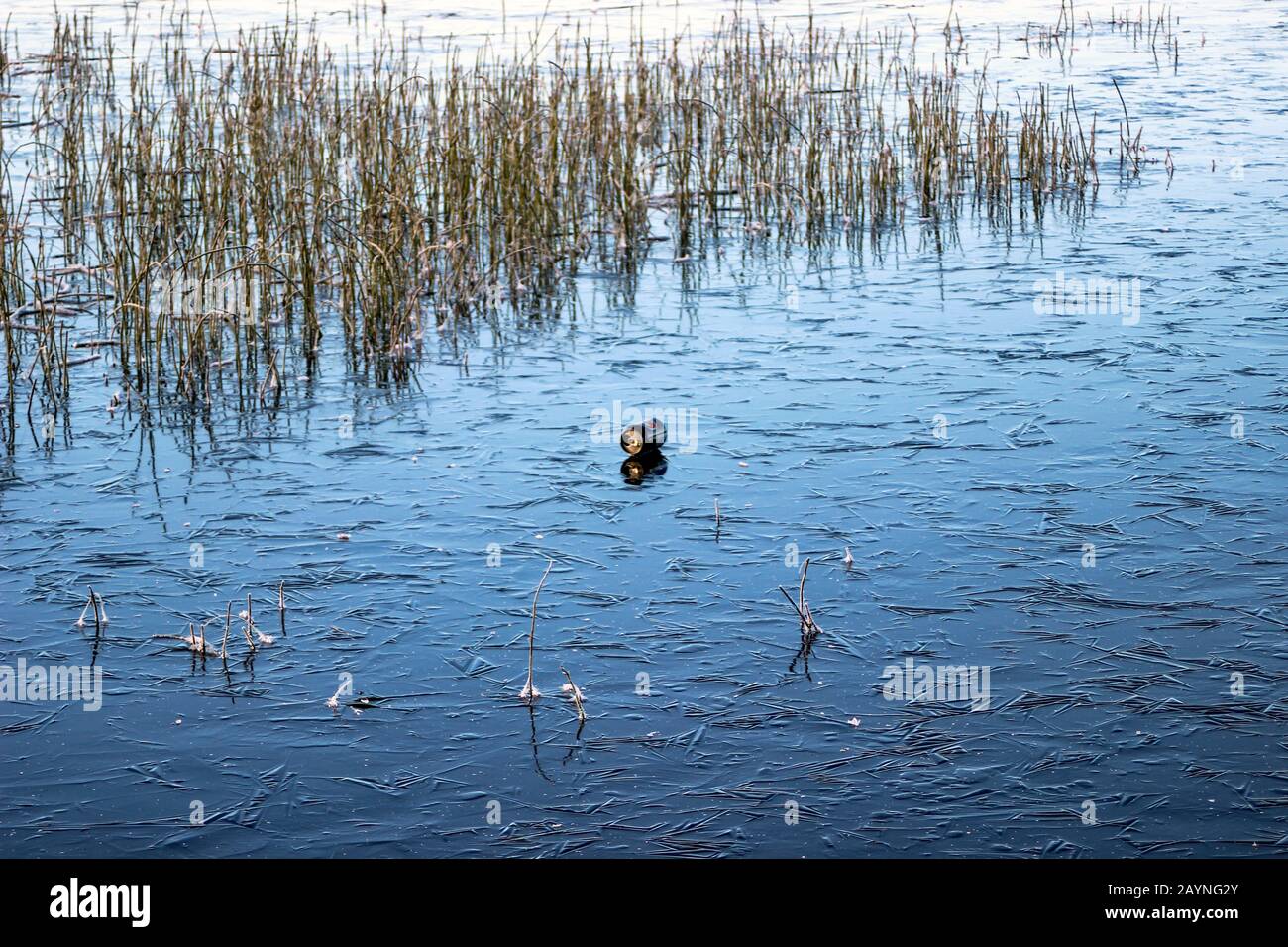 Leeres Bier auf gefrorenem See Stockfoto