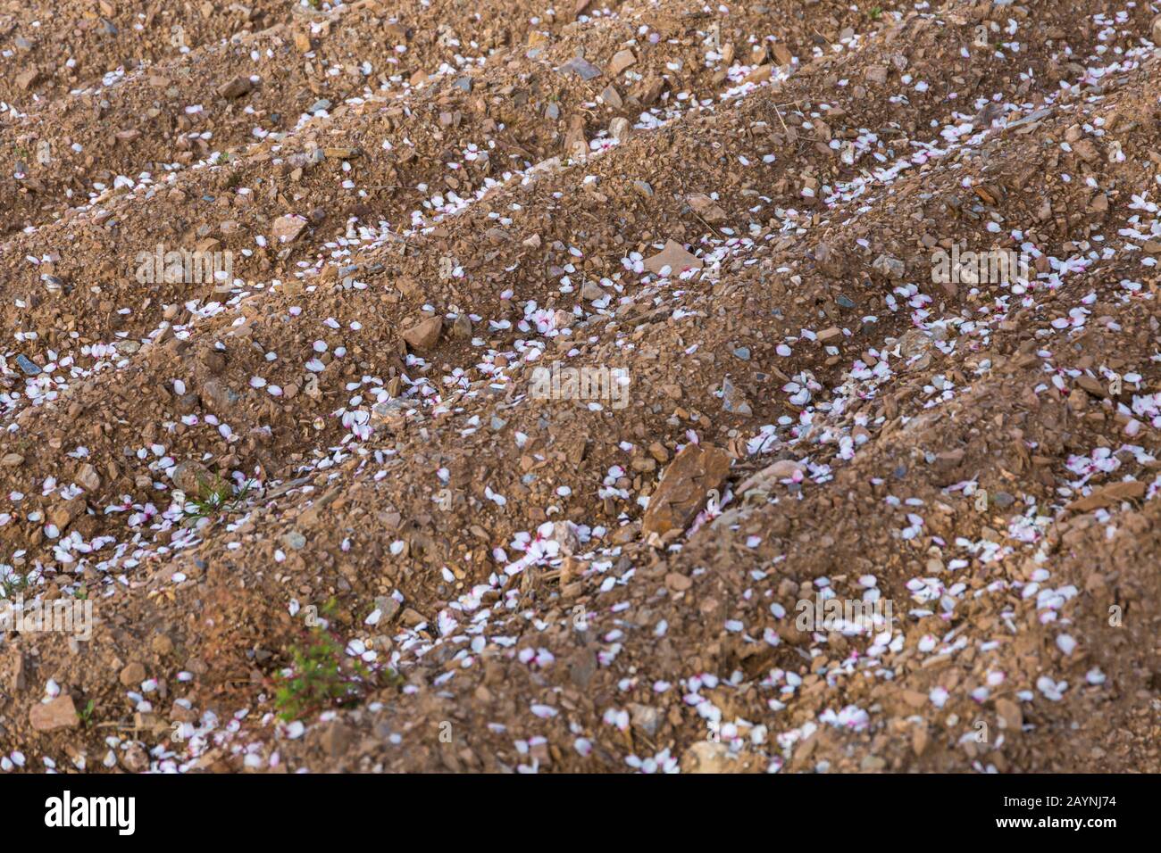 Mandelblütenblüten in Furchen unter Bäumen in Andalucia, Spanien im Februar Stockfoto
