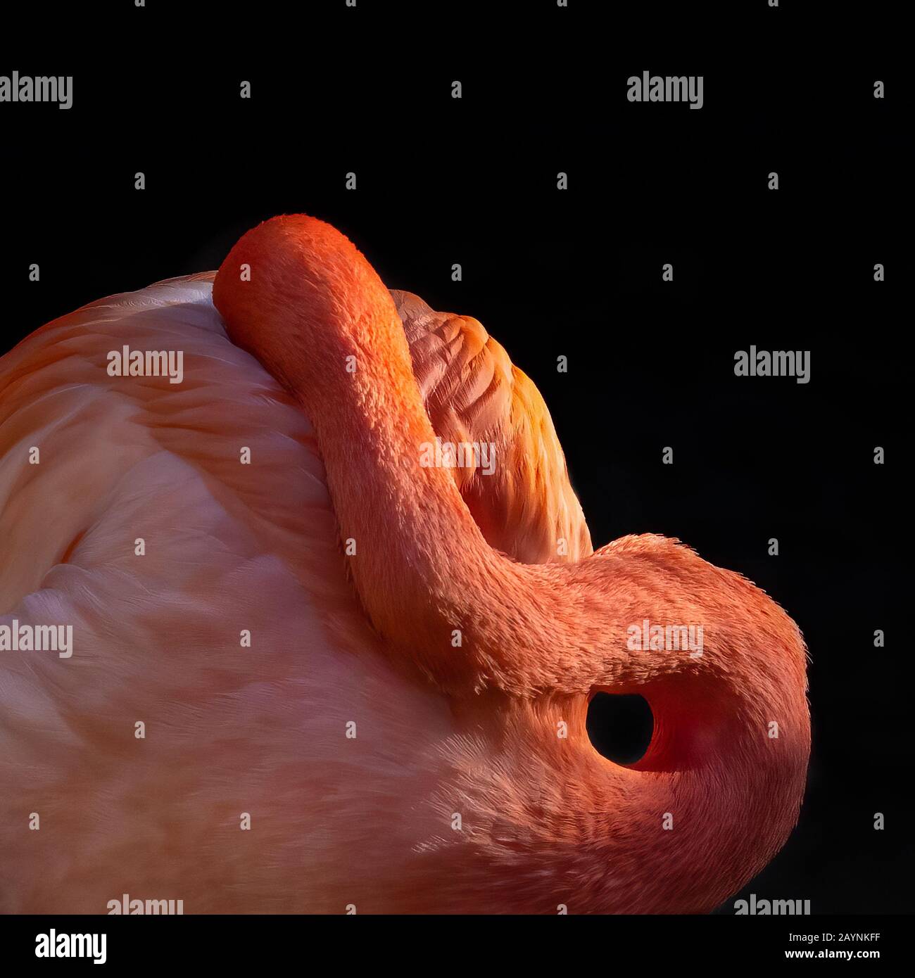 Amerikanische Flamingos sind eine der größten Flamingo-Arten. Diese Vögel leben in der Karibik und entlang der Nordküste Südamerikas Stockfoto