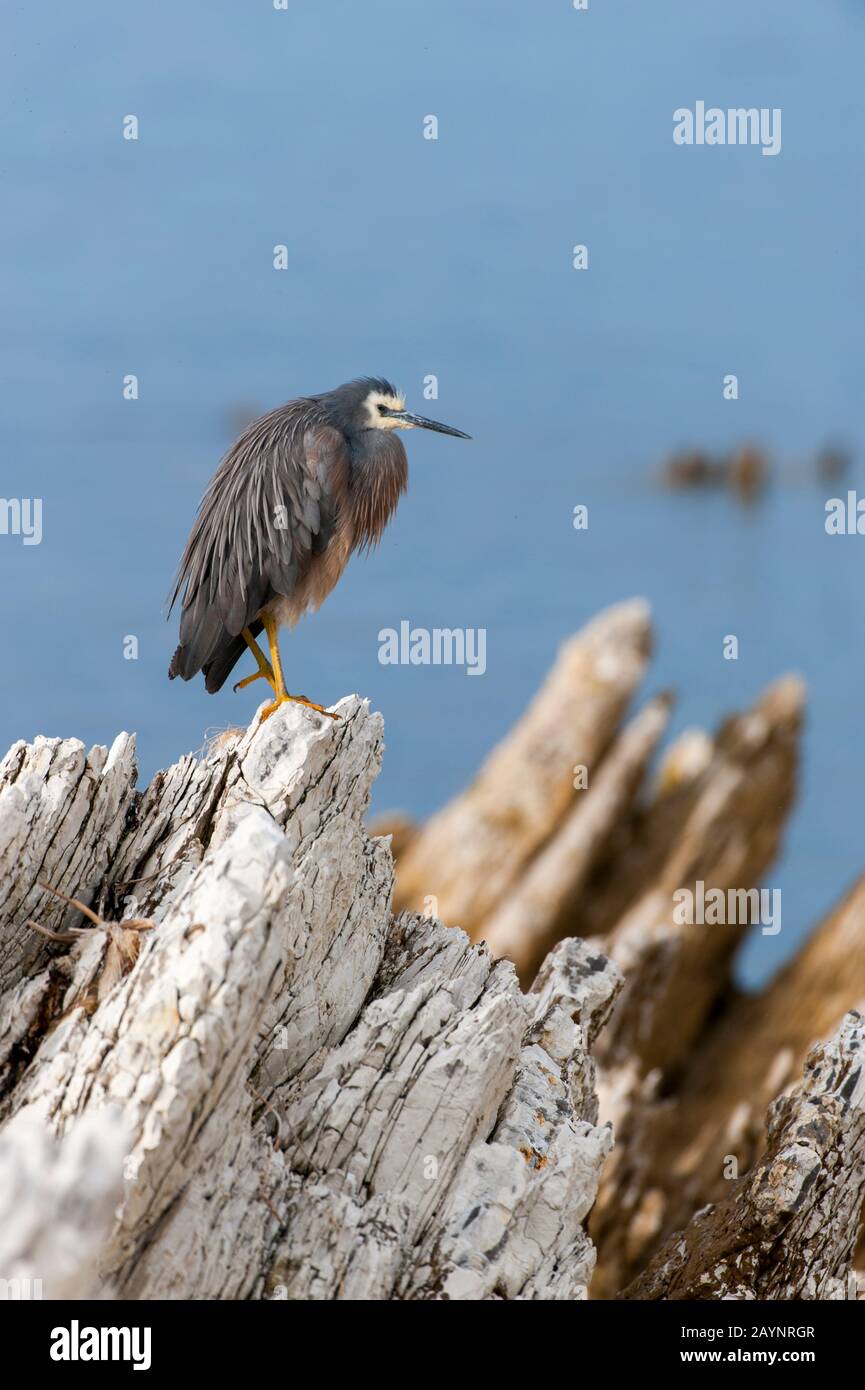 Ein Weissreiher (Egretta novaehollandiae) liegt auf Felsen in Kaikoura auf der Südinsel in Neuseeland. Stockfoto