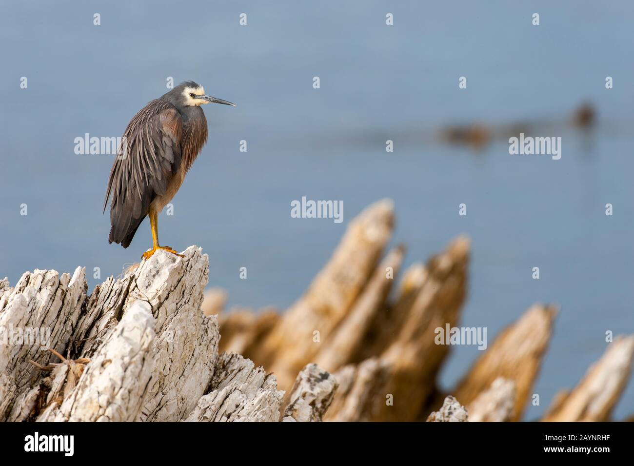 Ein Weissreiher (Egretta novaehollandiae) liegt auf Felsen in Kaikoura auf der Südinsel in Neuseeland. Stockfoto
