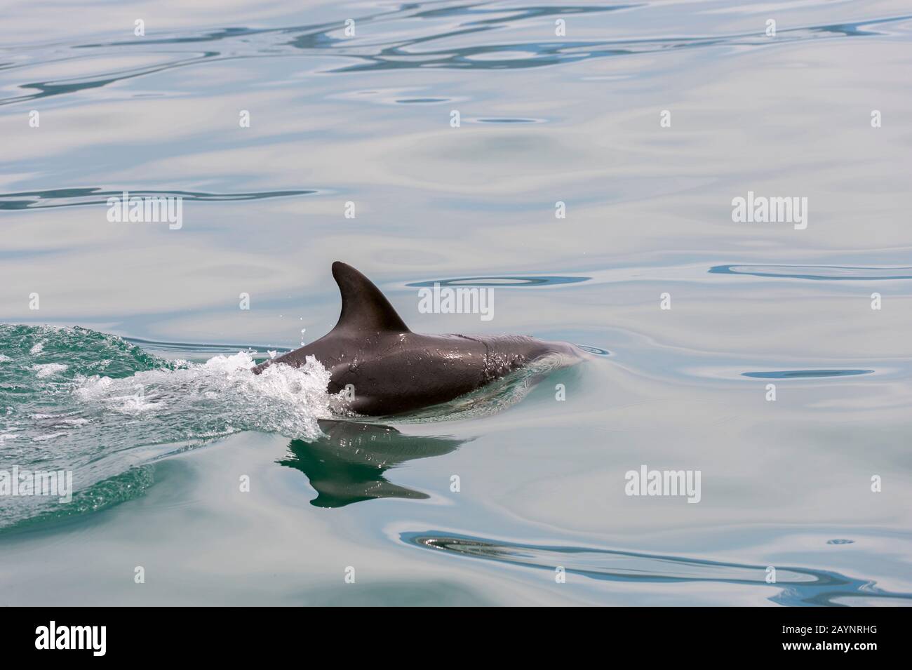 Ein Duschy-Delfin (Lagenorhynchus obscurus) schwimmt vor der Küste von Kaikoura auf der Südinsel in Neuseeland. Stockfoto