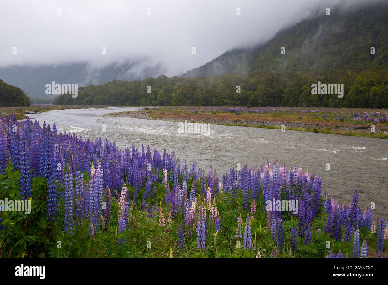 Lupinen, eine eingeführte Art, die im Fjordland-Nationalpark auf der Südinsel in Neuseeland blüht. Stockfoto