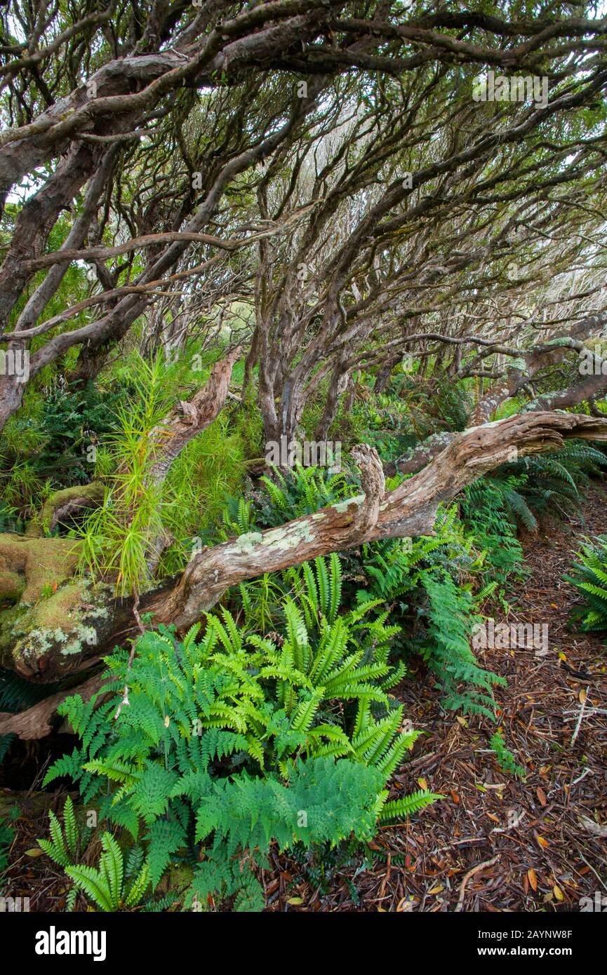 Farne, die im Wald Rata auf Enderby Island wachsen, einer subantarktischen Insel im Archipel der Auckland Islands, Neuseeland. Stockfoto