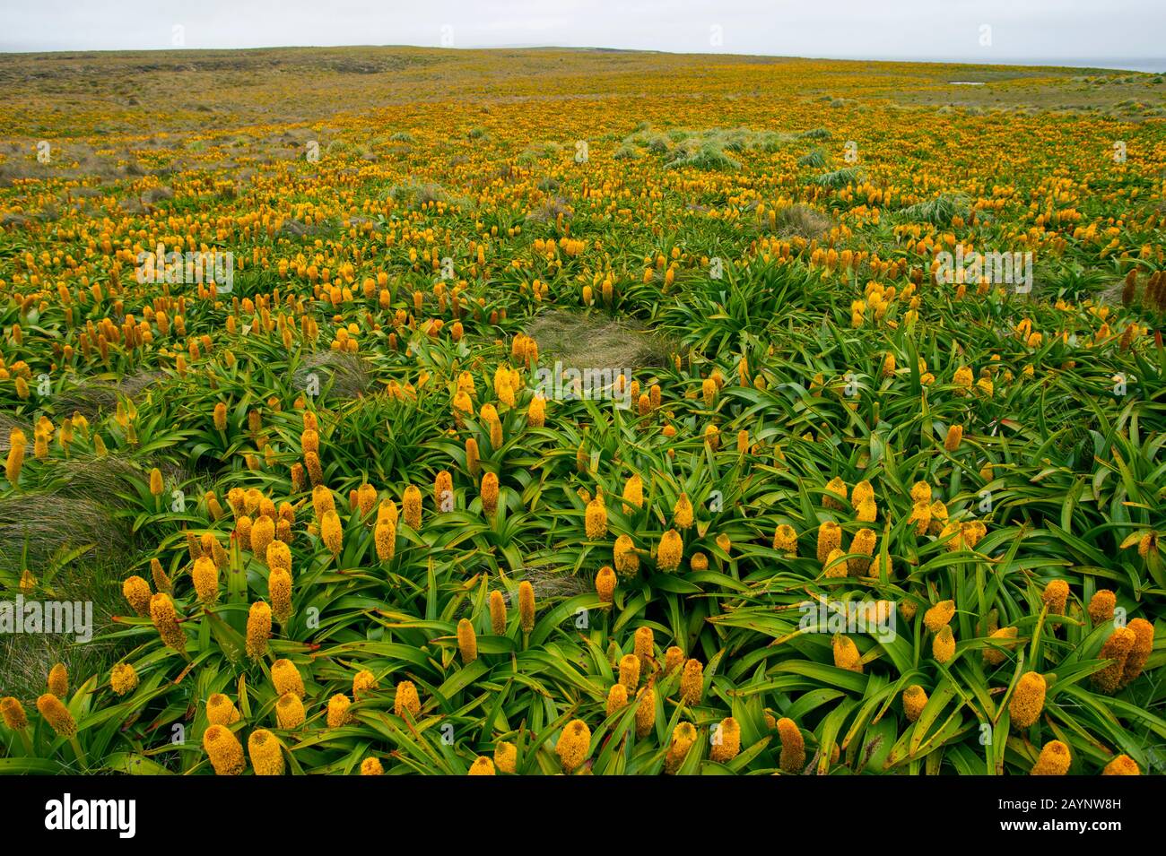 Ein Feld gelber Bulbinella-Rossii-Blumen, im Allgemeinen bekannt als Ross Lily, auf Enderby Island, einer subantarktischen Insel im archip der Auckland Islands Stockfoto