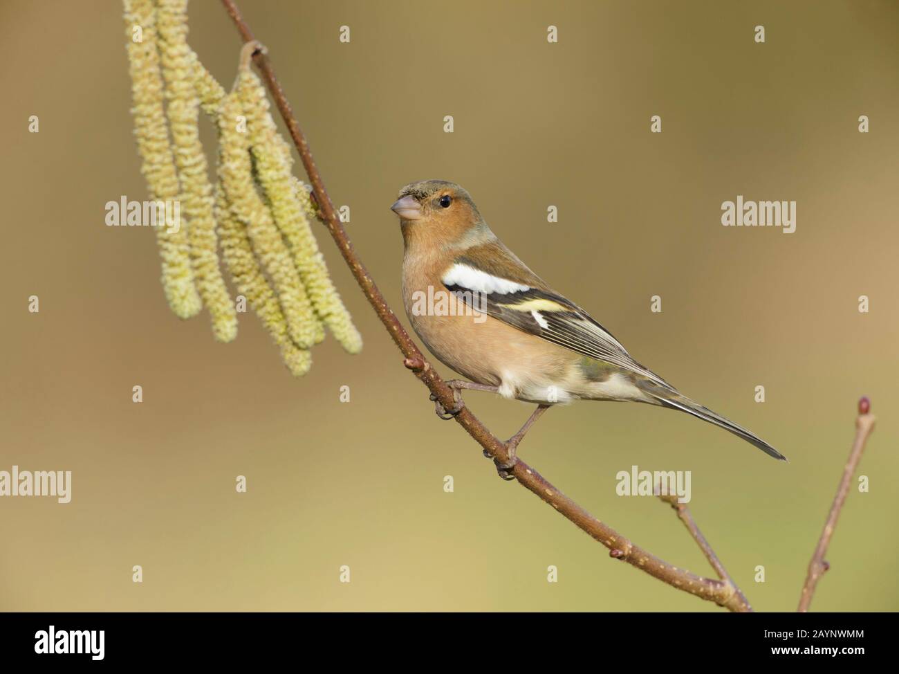 Common Chaffinch (Fringilla Coelebs), auf Hazel Twig mit Catkins, Yorkshire, England, Ferbruary Stockfoto