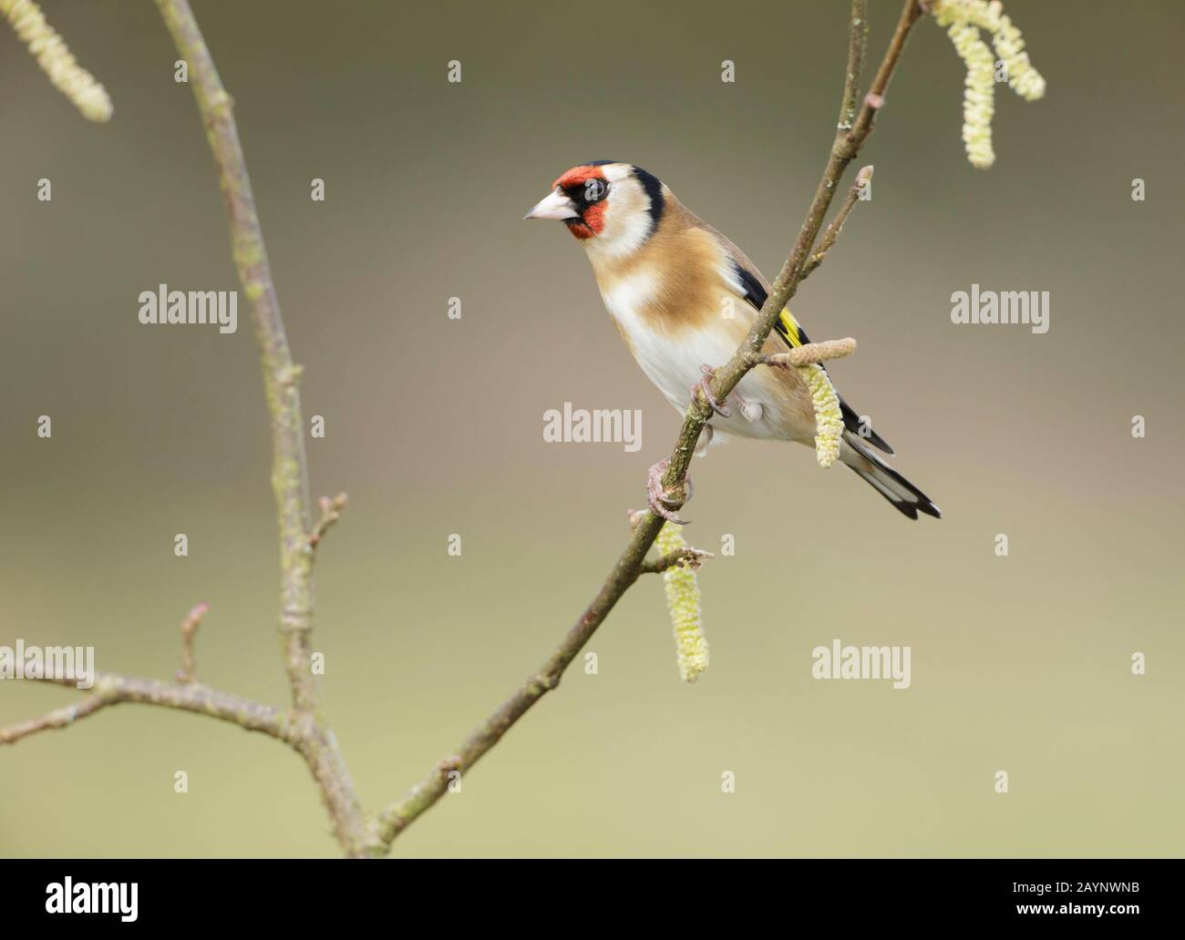 European Goldfinch (Carduelis Carduelis) thront auf Hazel Twig mit Catkins, Yorkshire, England, Februar Stockfoto